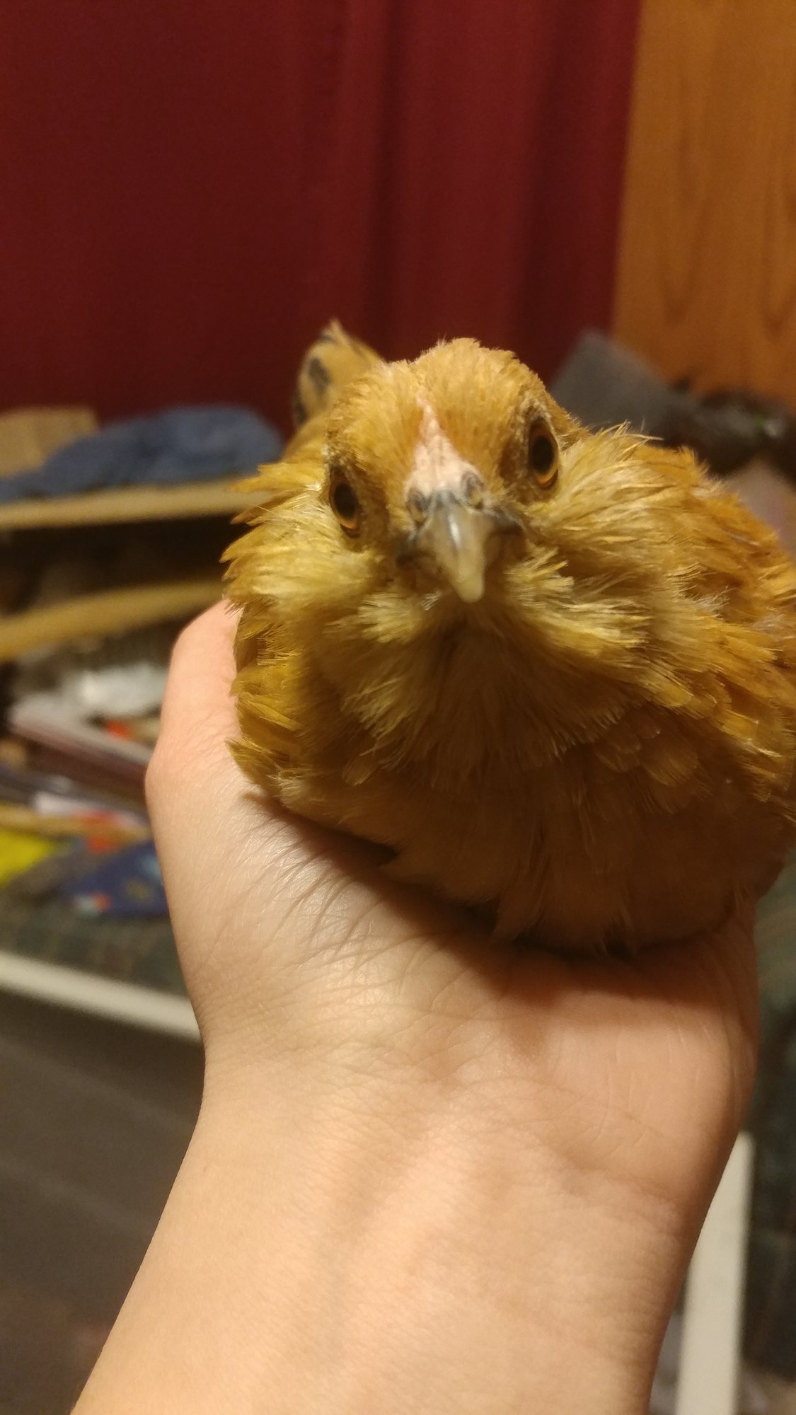 Pullet, front view
