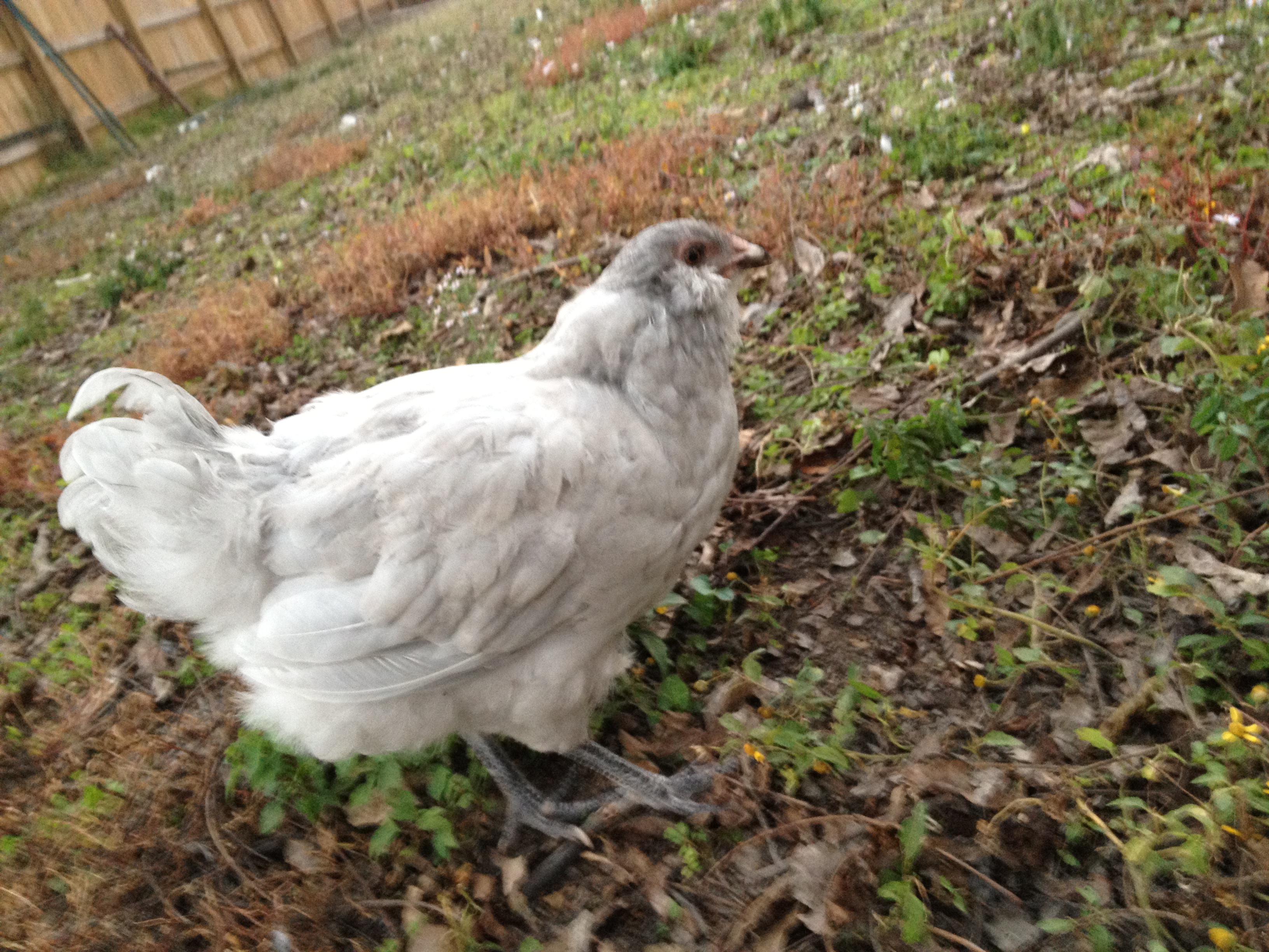 Pullet hatched 07-04-12. Hopefully laying by spring.