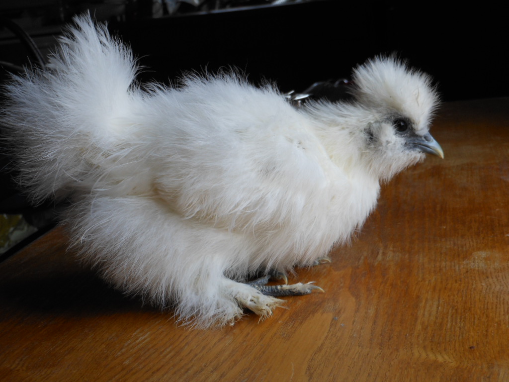 pullet or cockerel 1?