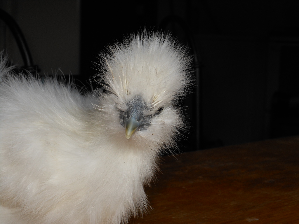 pullet or cockerel 2?