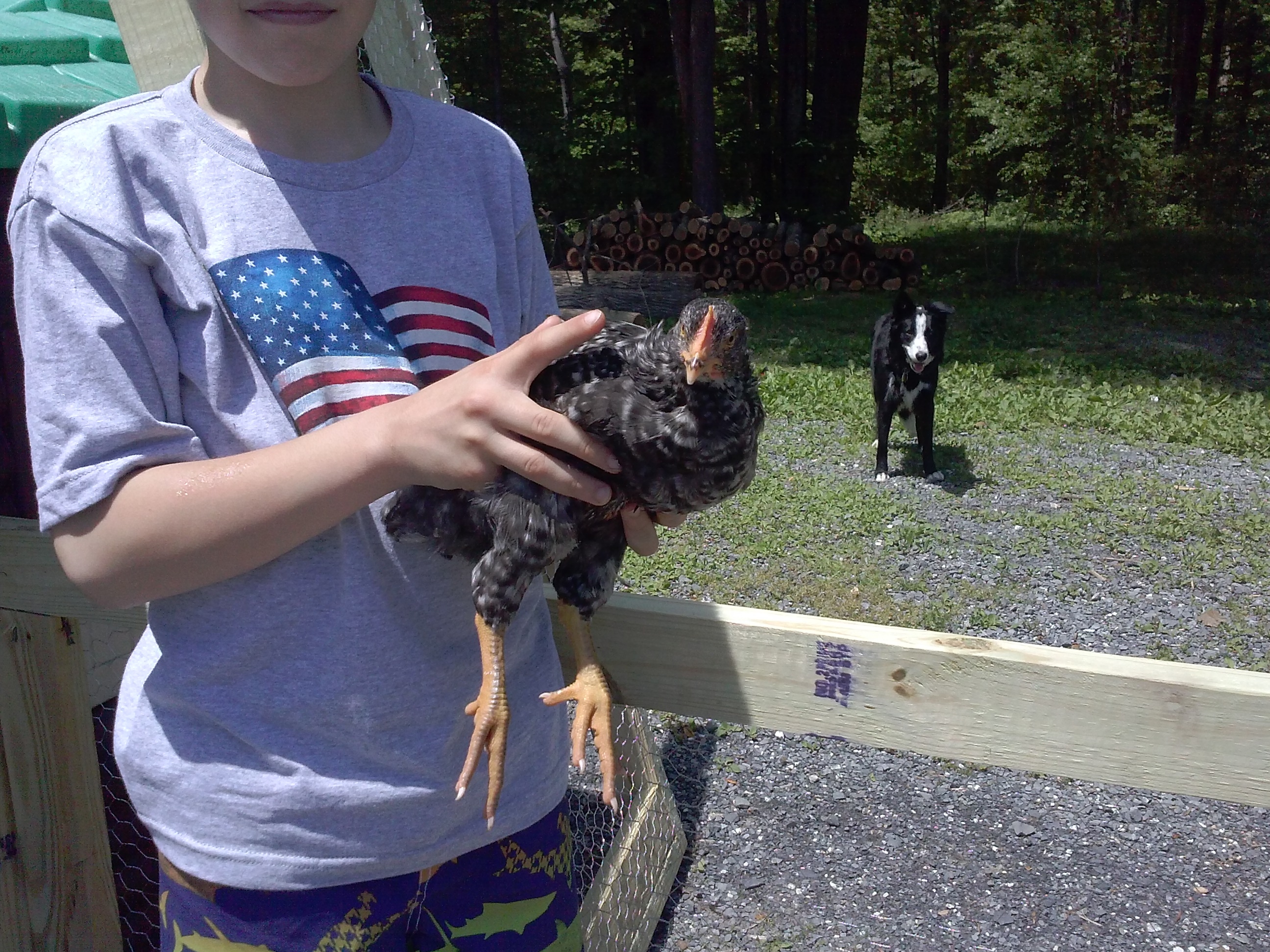Pullet or roo? 6 weeks old.