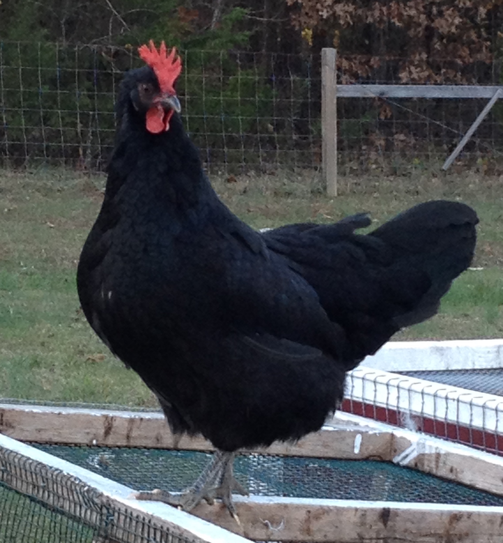Pullet, Original import X Second import. 7 1/2 mo. old. Lays green eggs 6/wk.