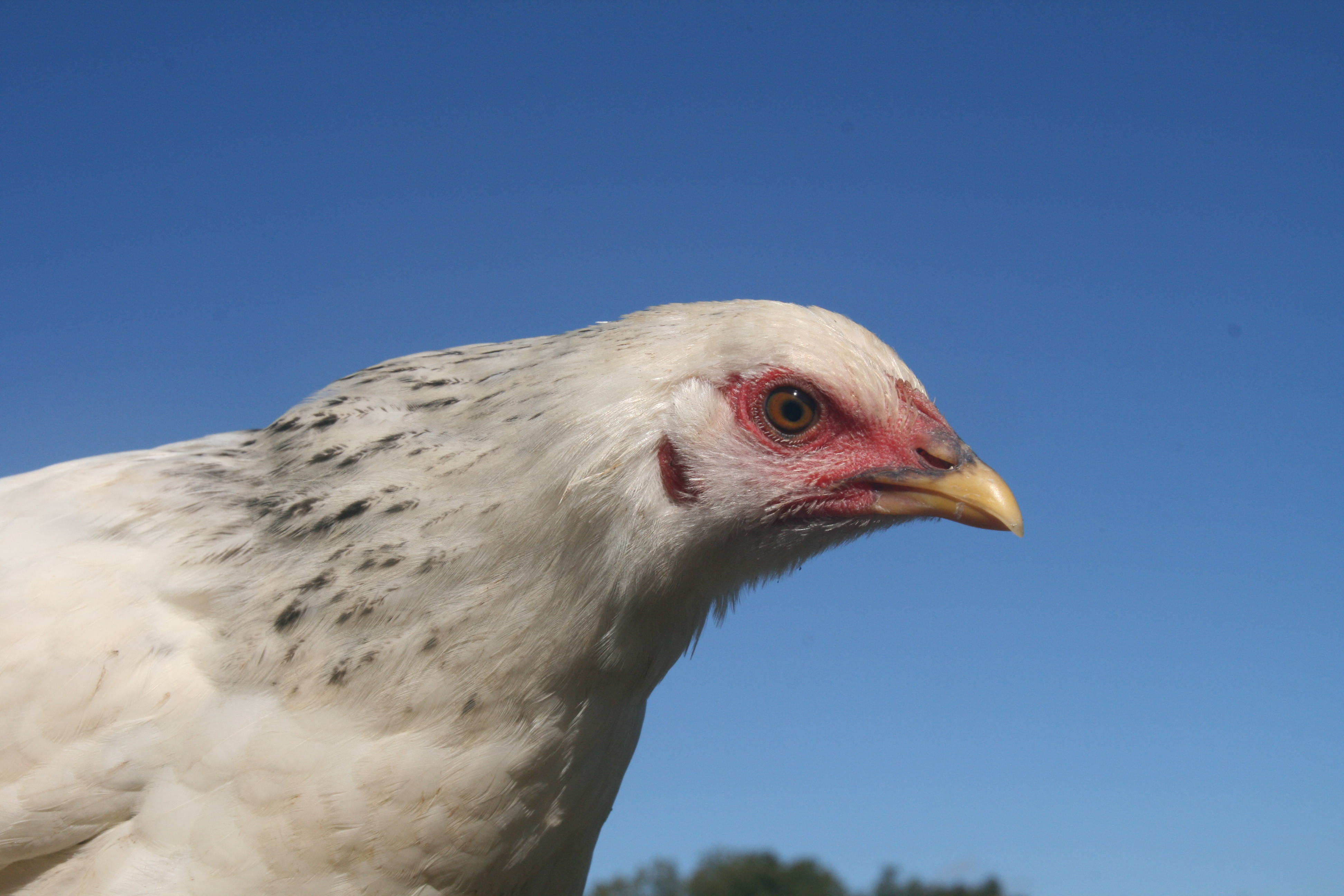 Pullet, Princess