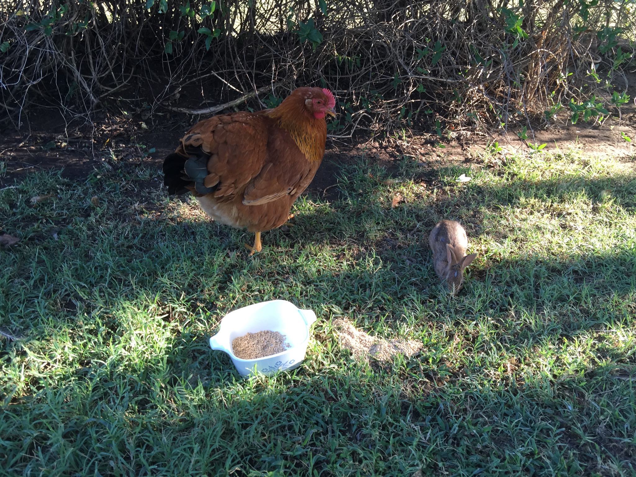 pullet & rabbit