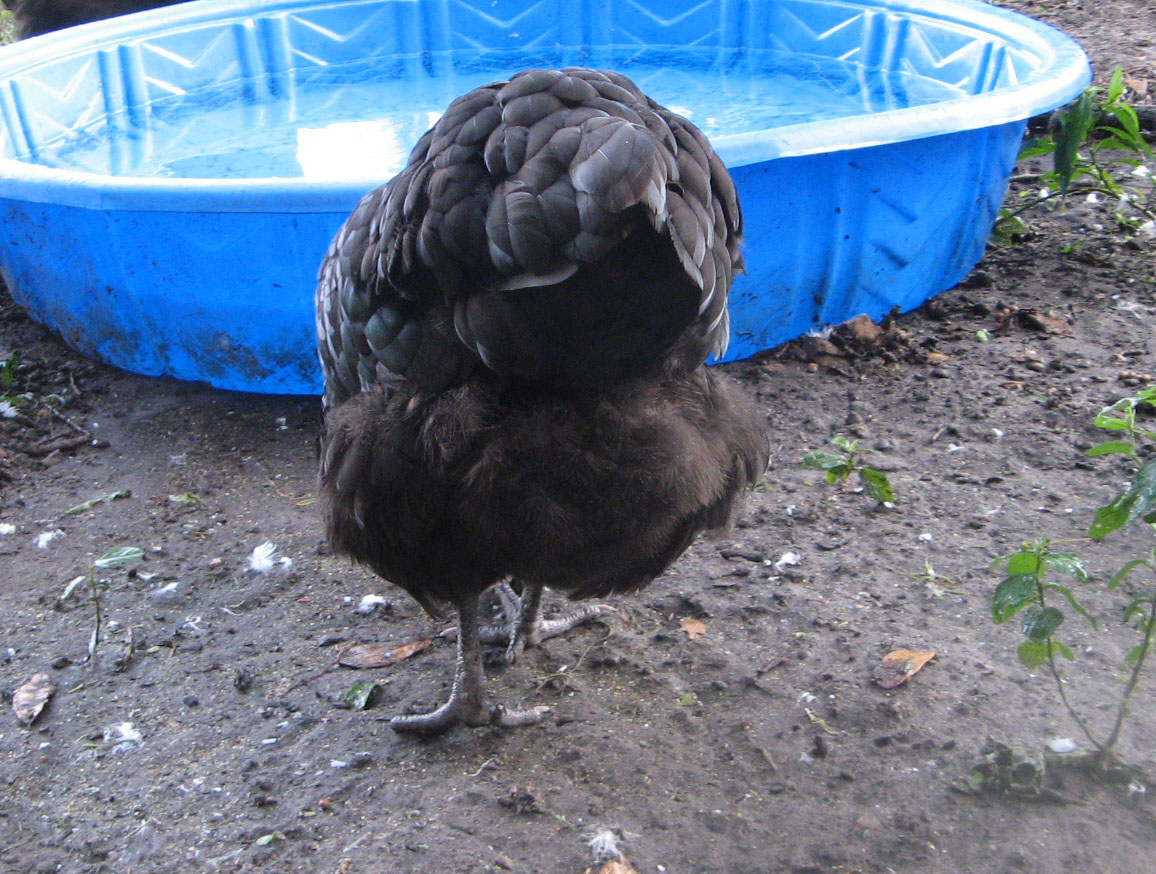 Pullet tail at 6 months