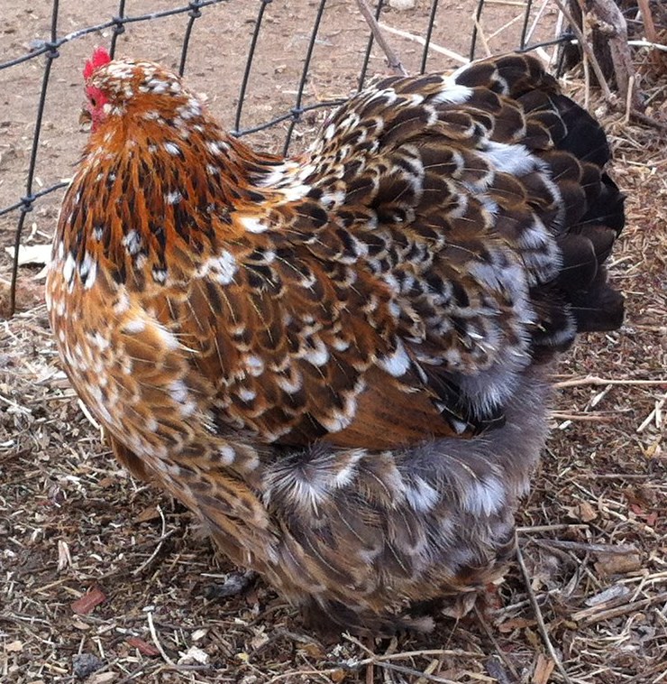 Pullet with improving type but not quite right color