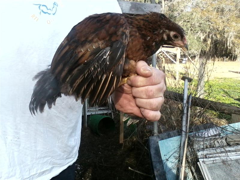 Pullet?
