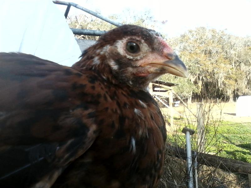 Pullet?