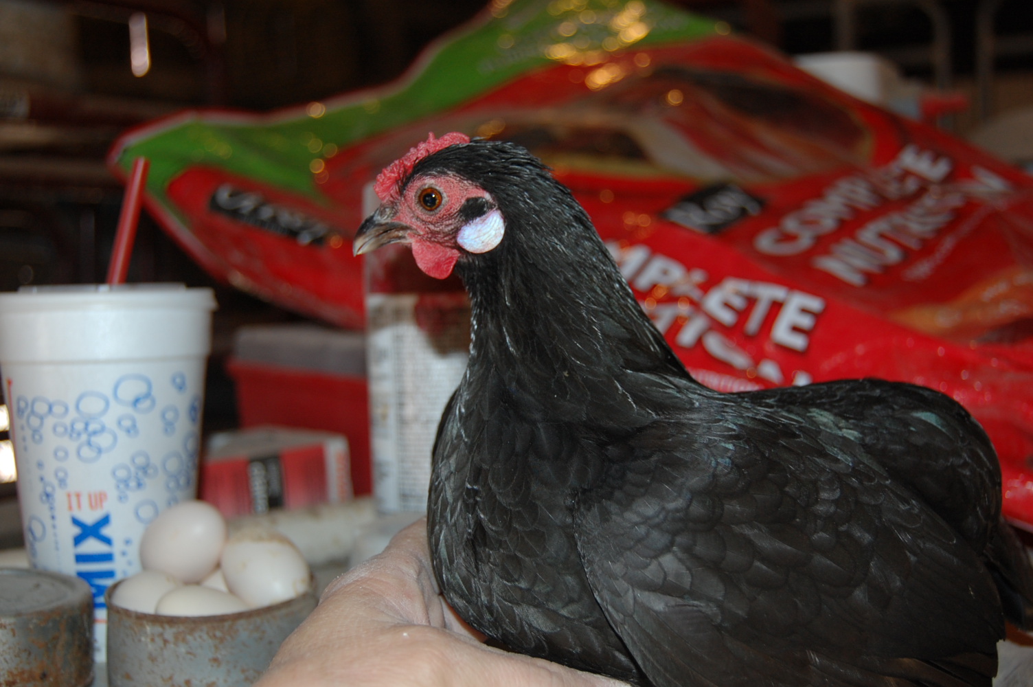 pullet