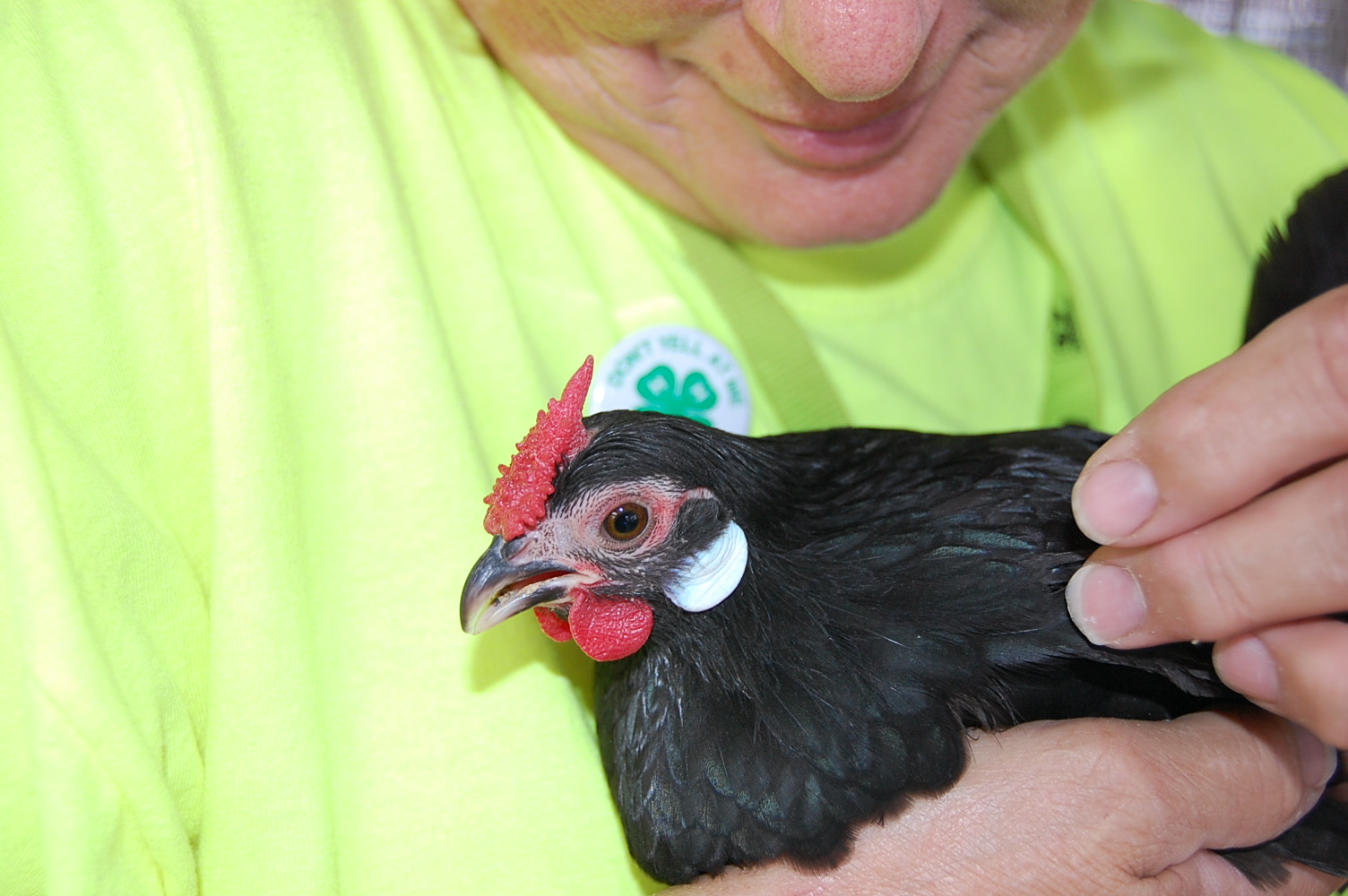 Pullet