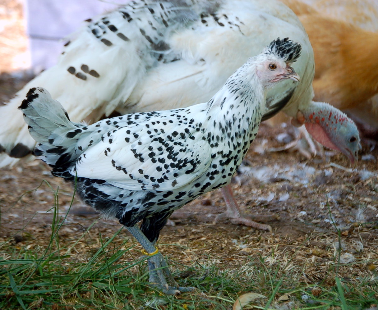 pullet