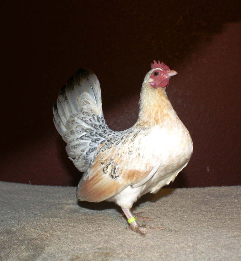 pullet