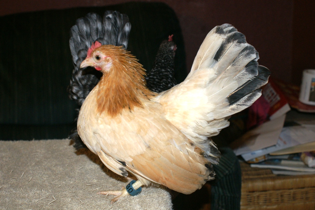 pullet