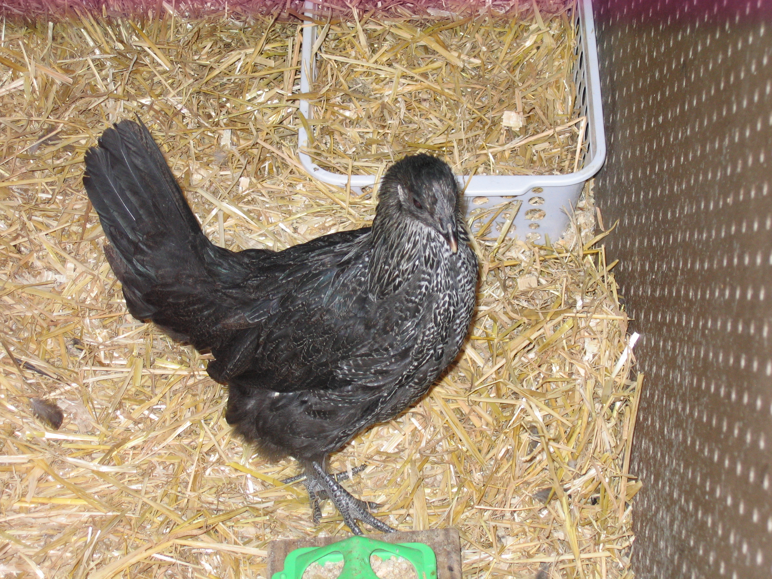 Pullet