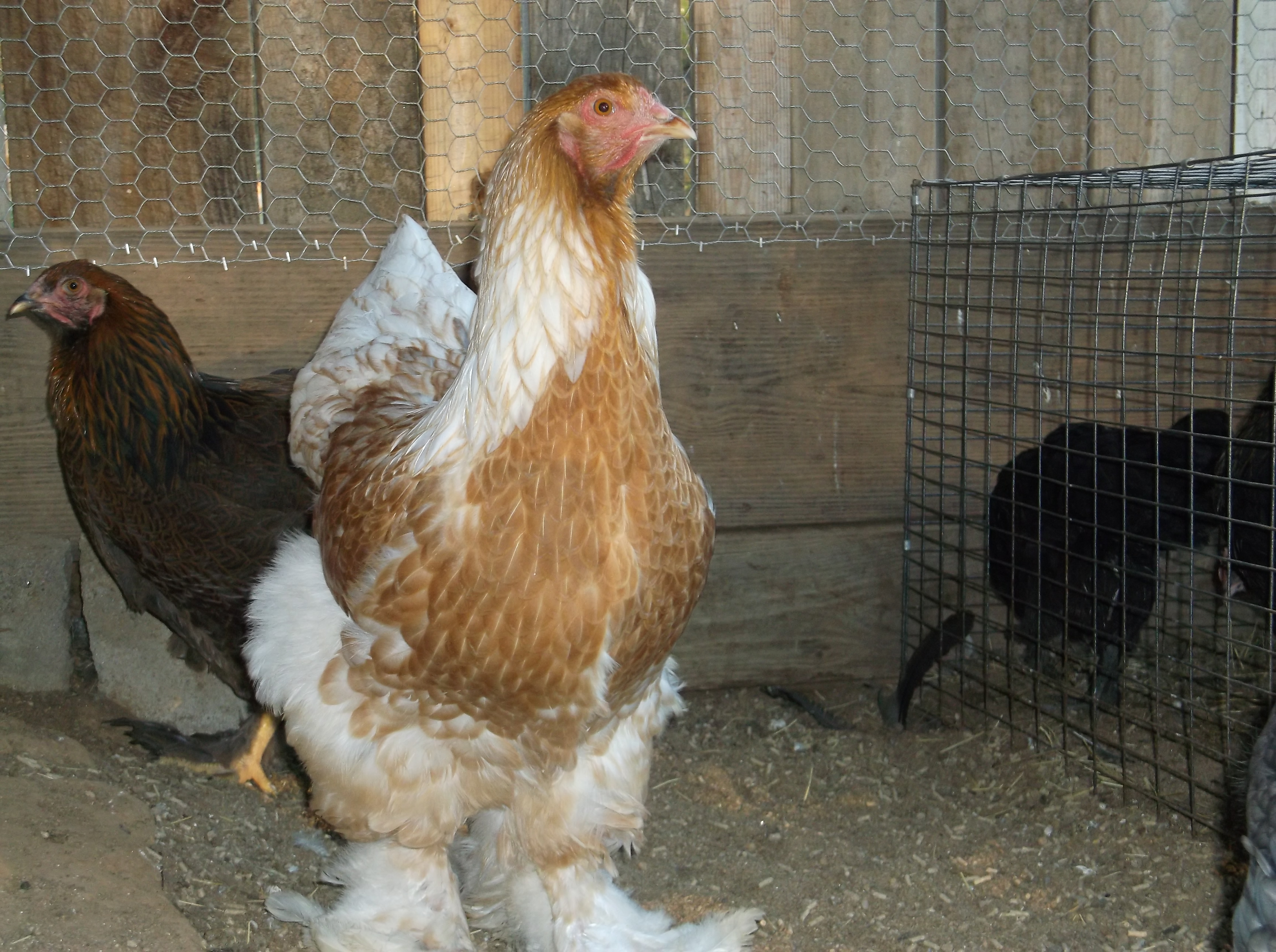 Pullet