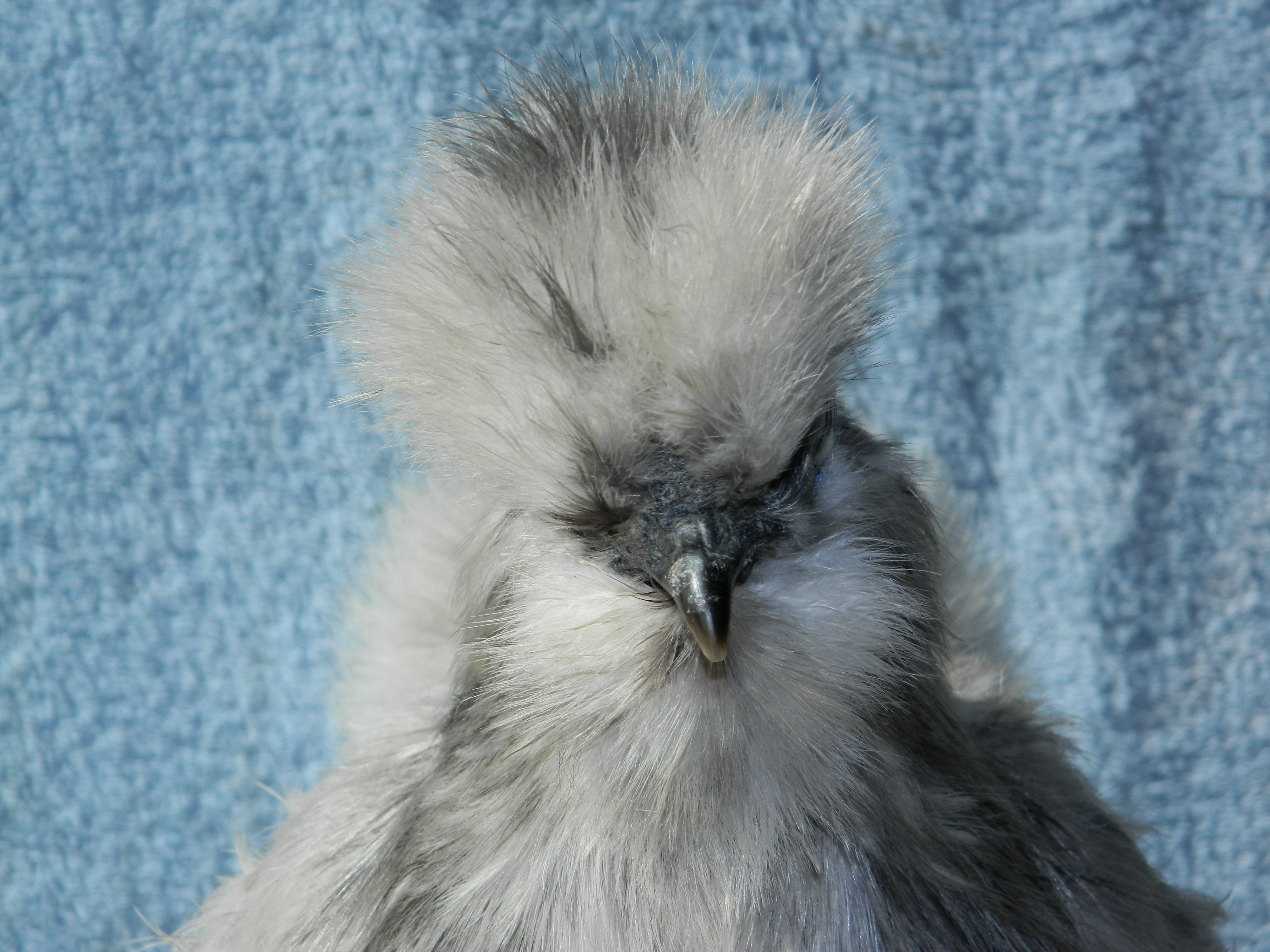 Pullet1 headshot