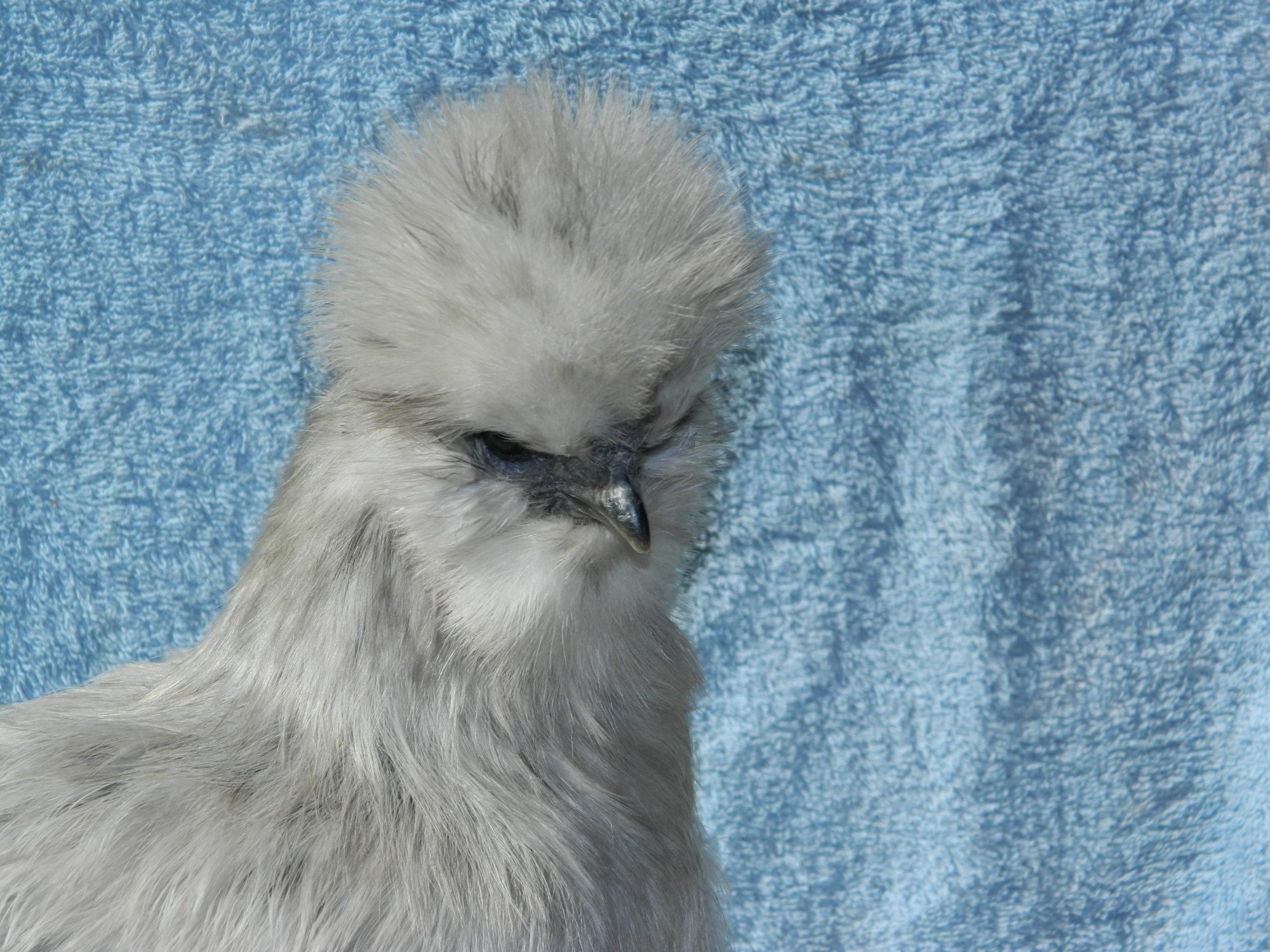 Pullet2 head shot