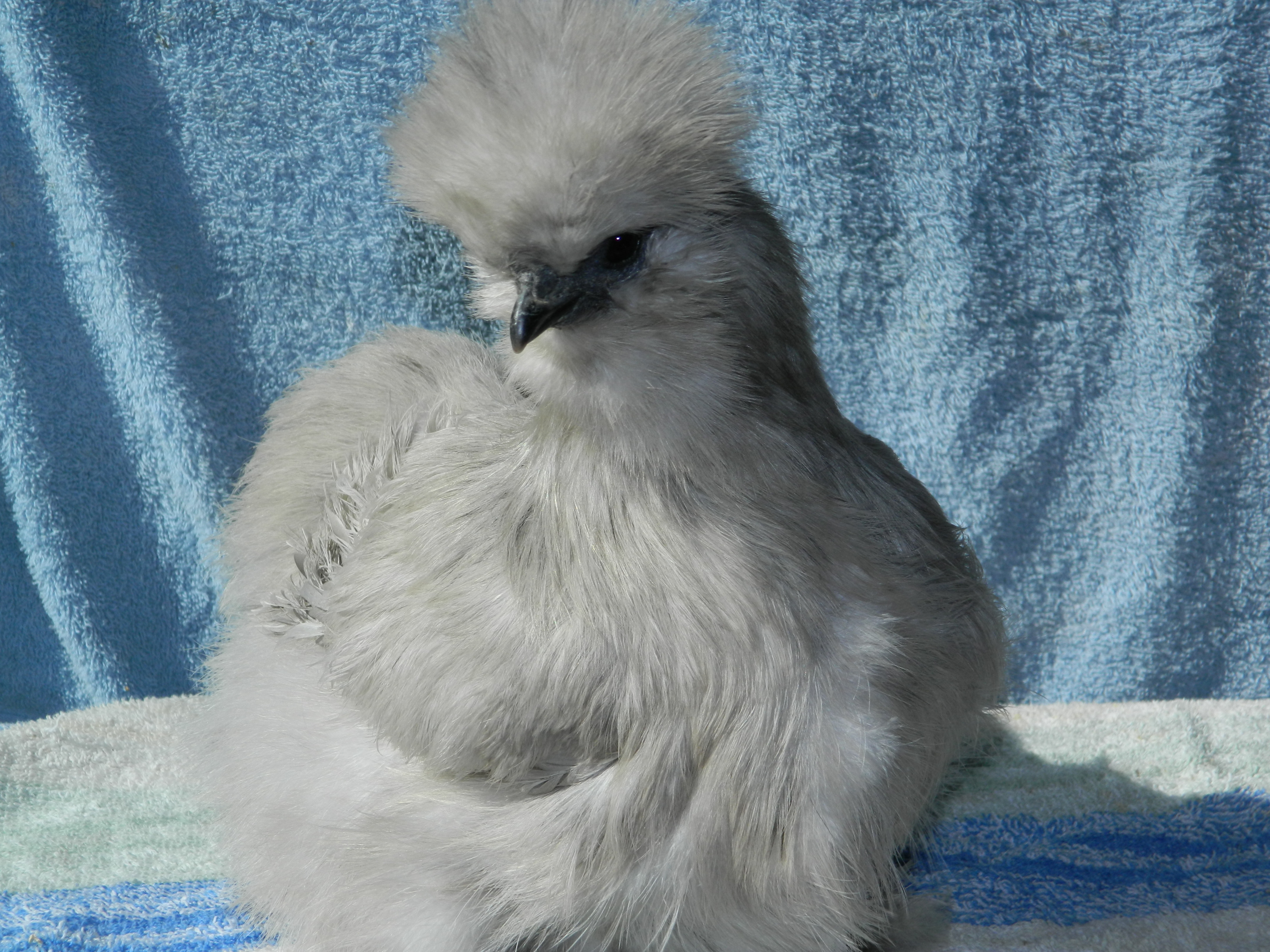 Pullet3