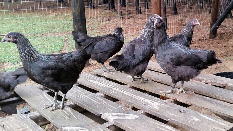 Pullets at 15wks