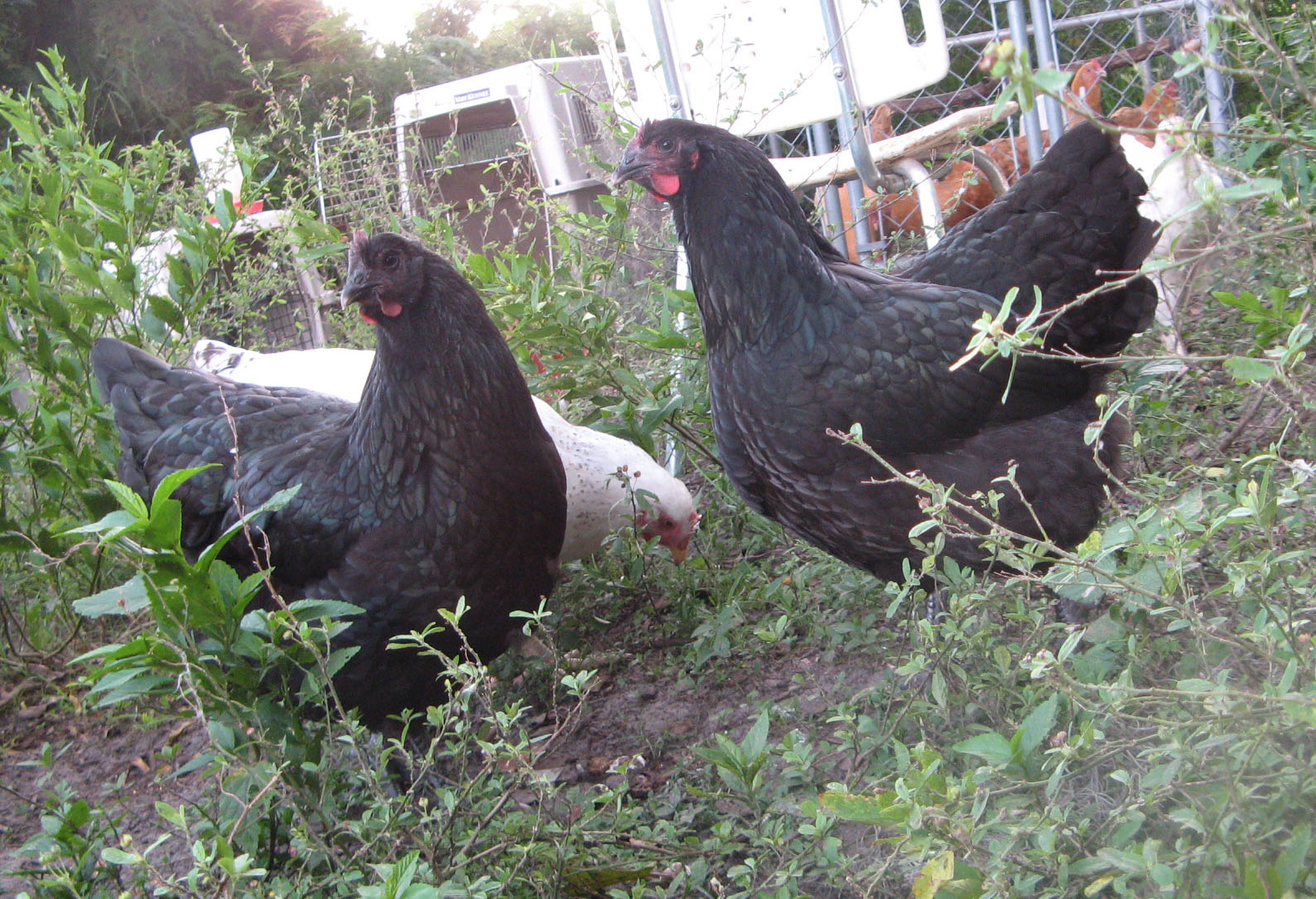 Pullets at 6 months.  Their combs and wattles are just starting to turn red.