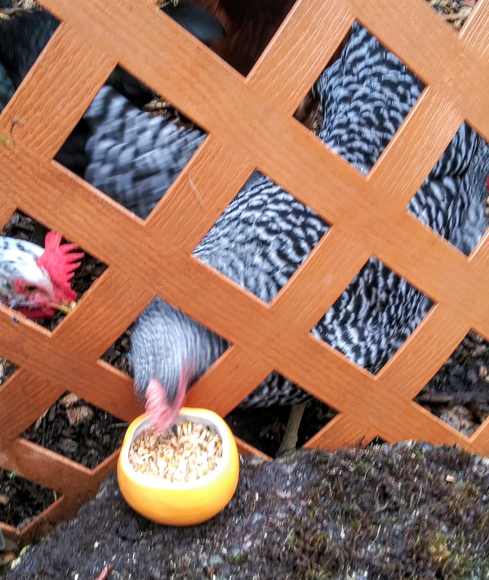 Pullets eat from a Pumpkin