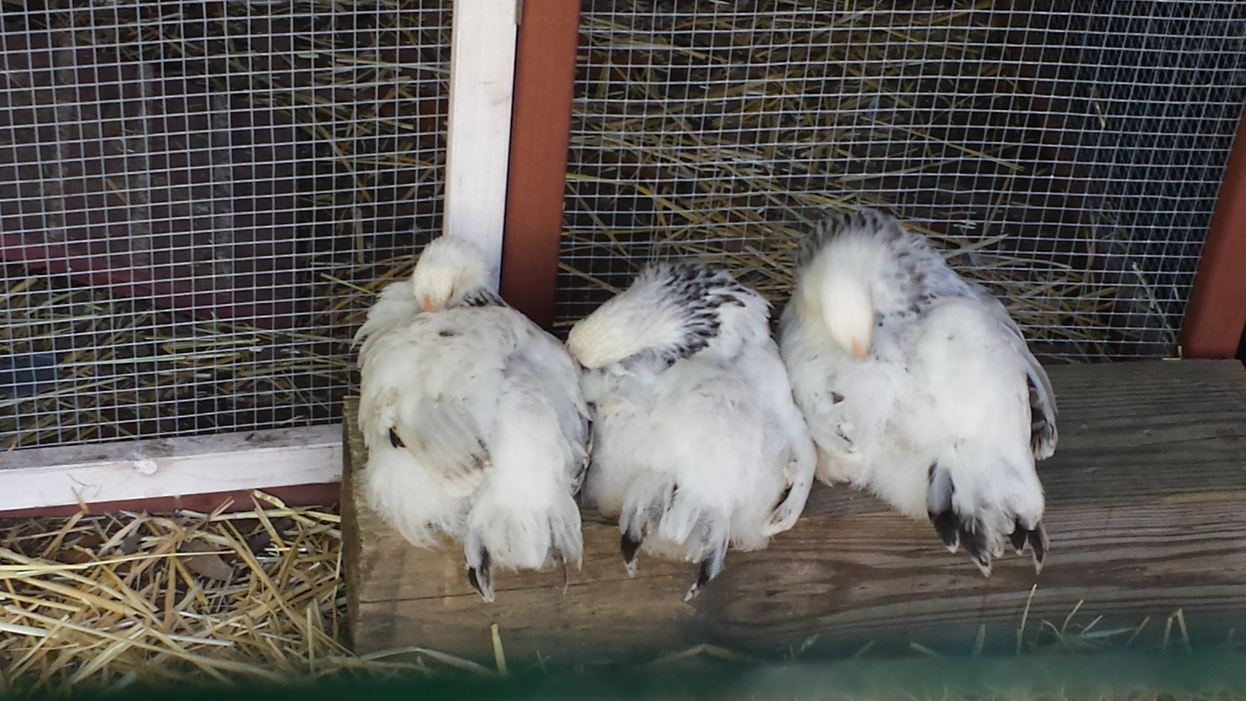 Pullets enjoying a nap