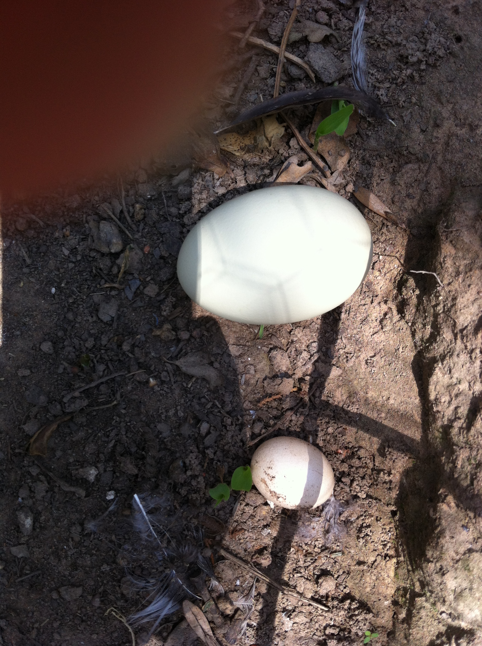 Pullets first egg compared to a regular sized egg.