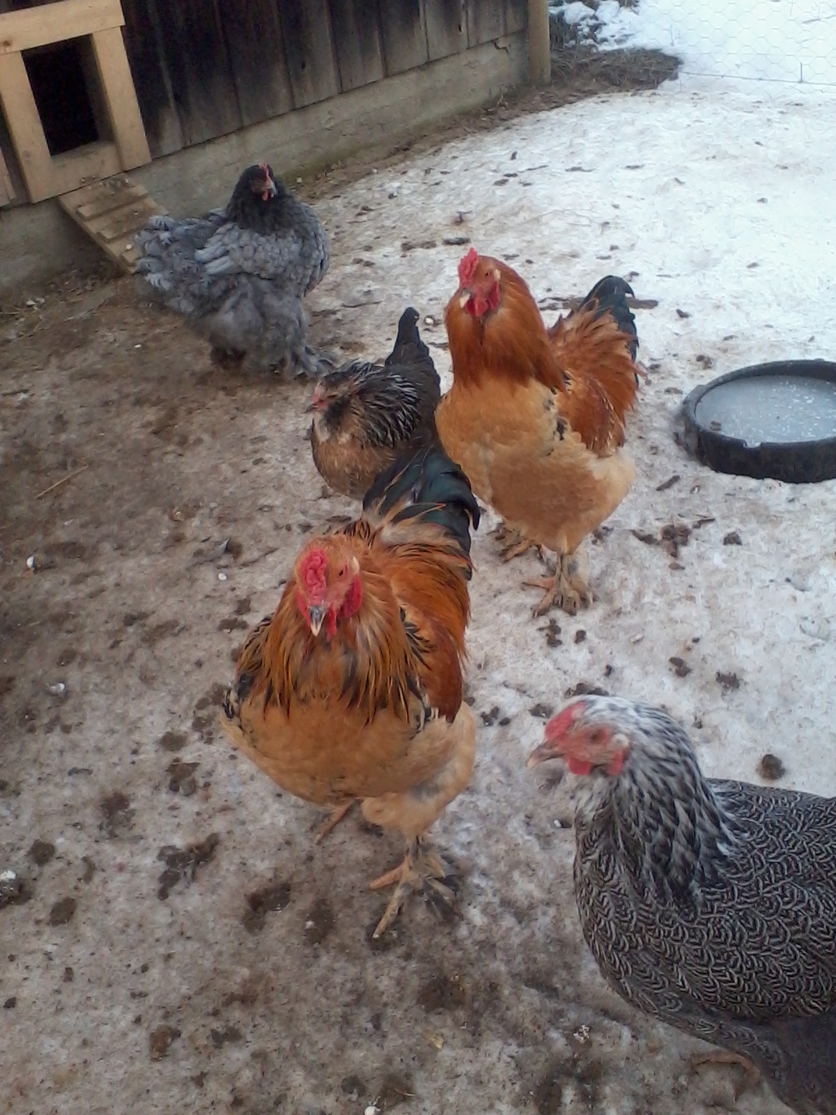 pullets grew up into roosters