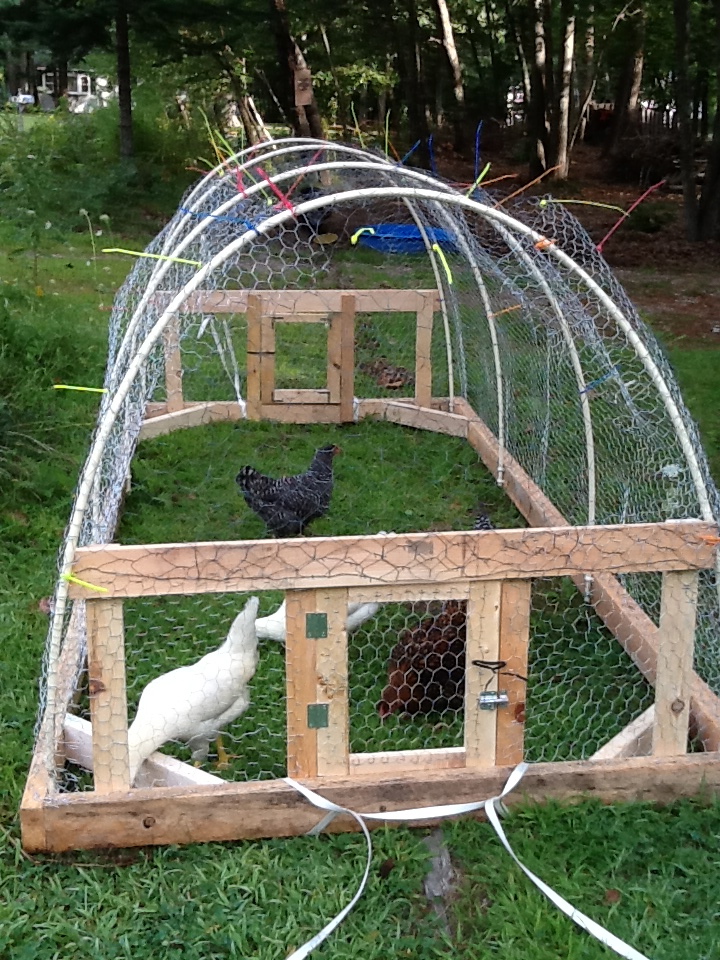 pullets in the tractor