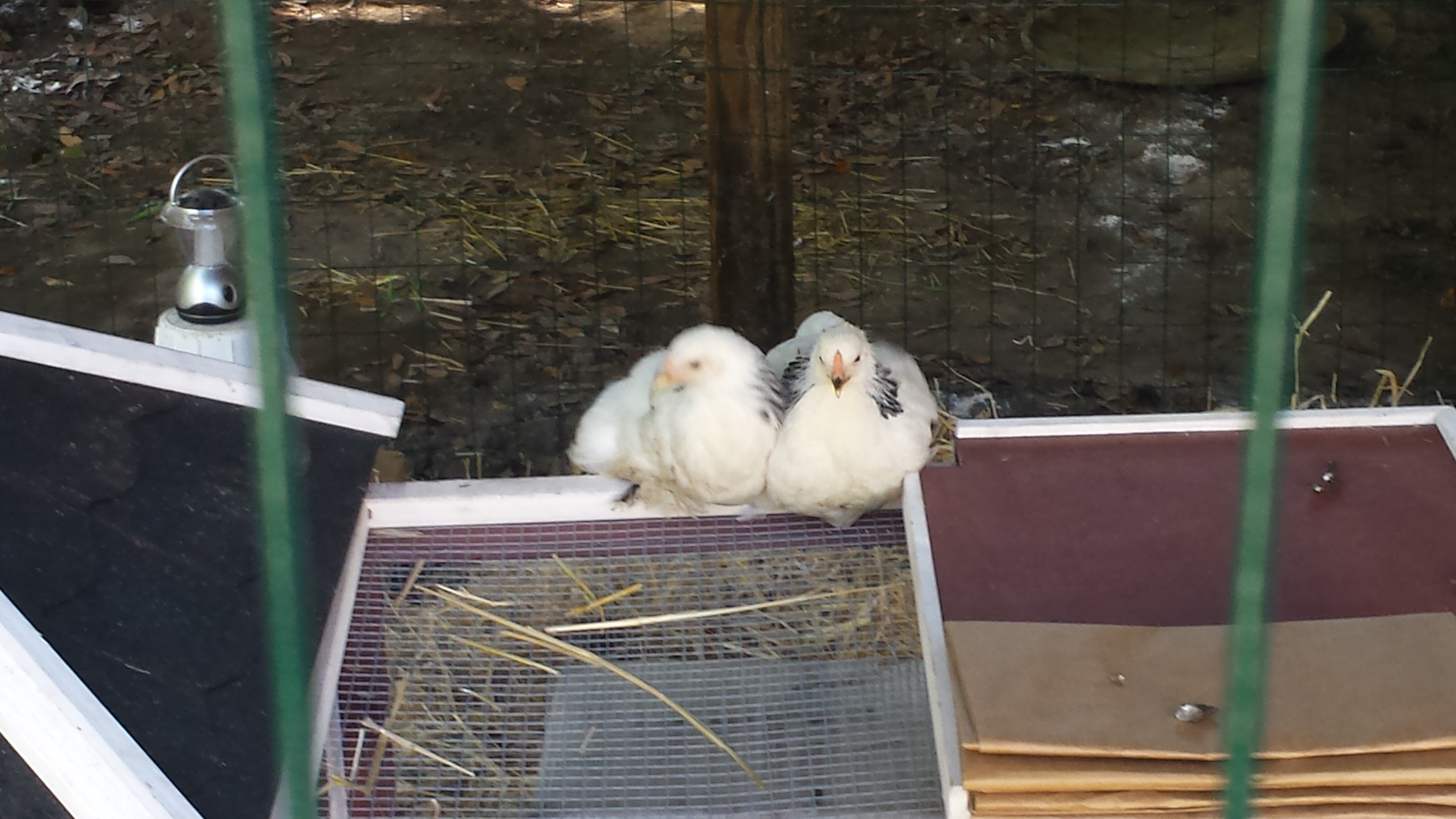 Pullets  just taking a break. About 4 months