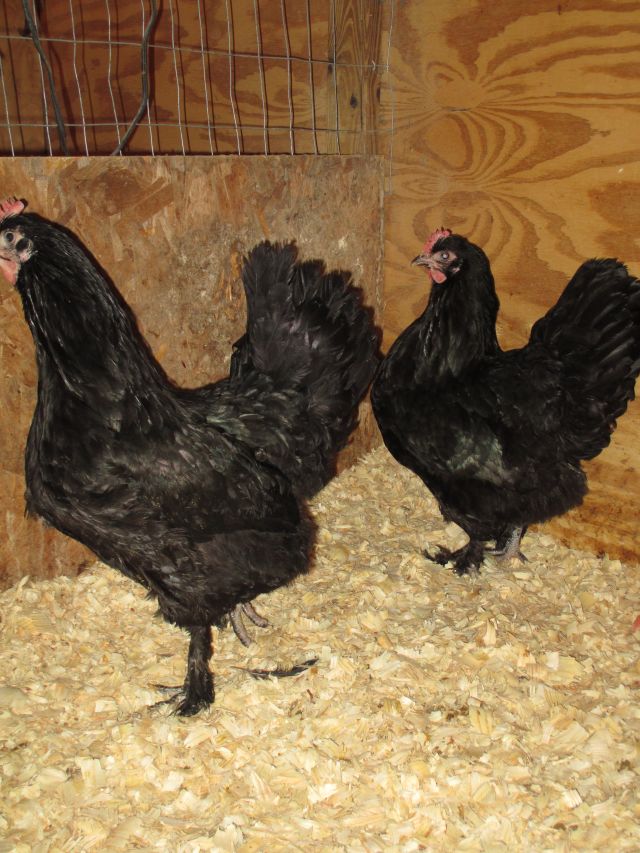 Pullets
