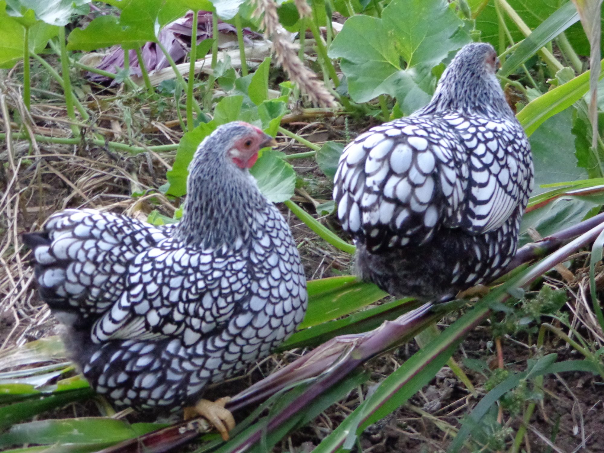 pullets