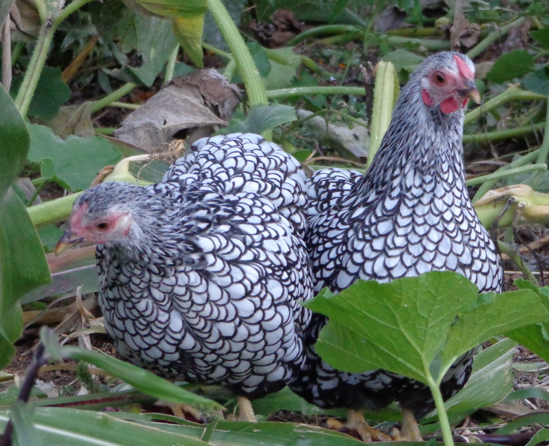pullets
