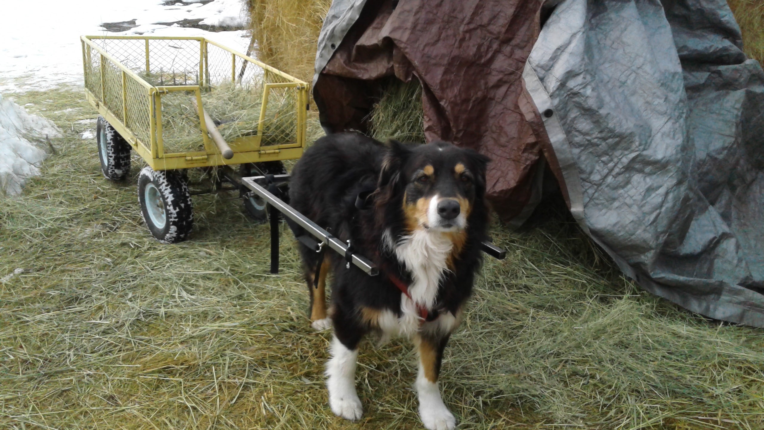 Pulling my wagon for the 1st time