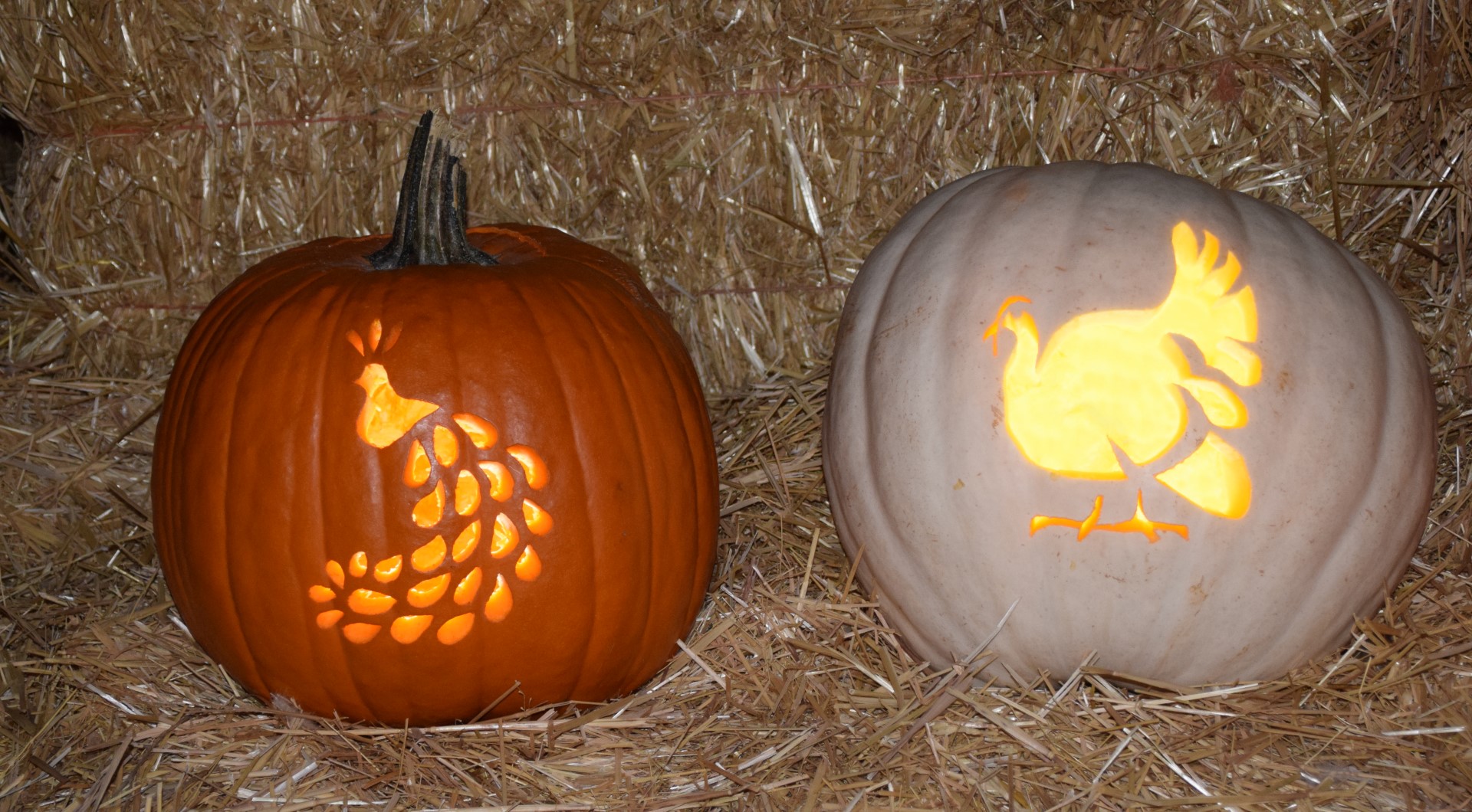 pumpkin-carving-contest-1-jpg-backyard-chickens-learn-how-to-raise