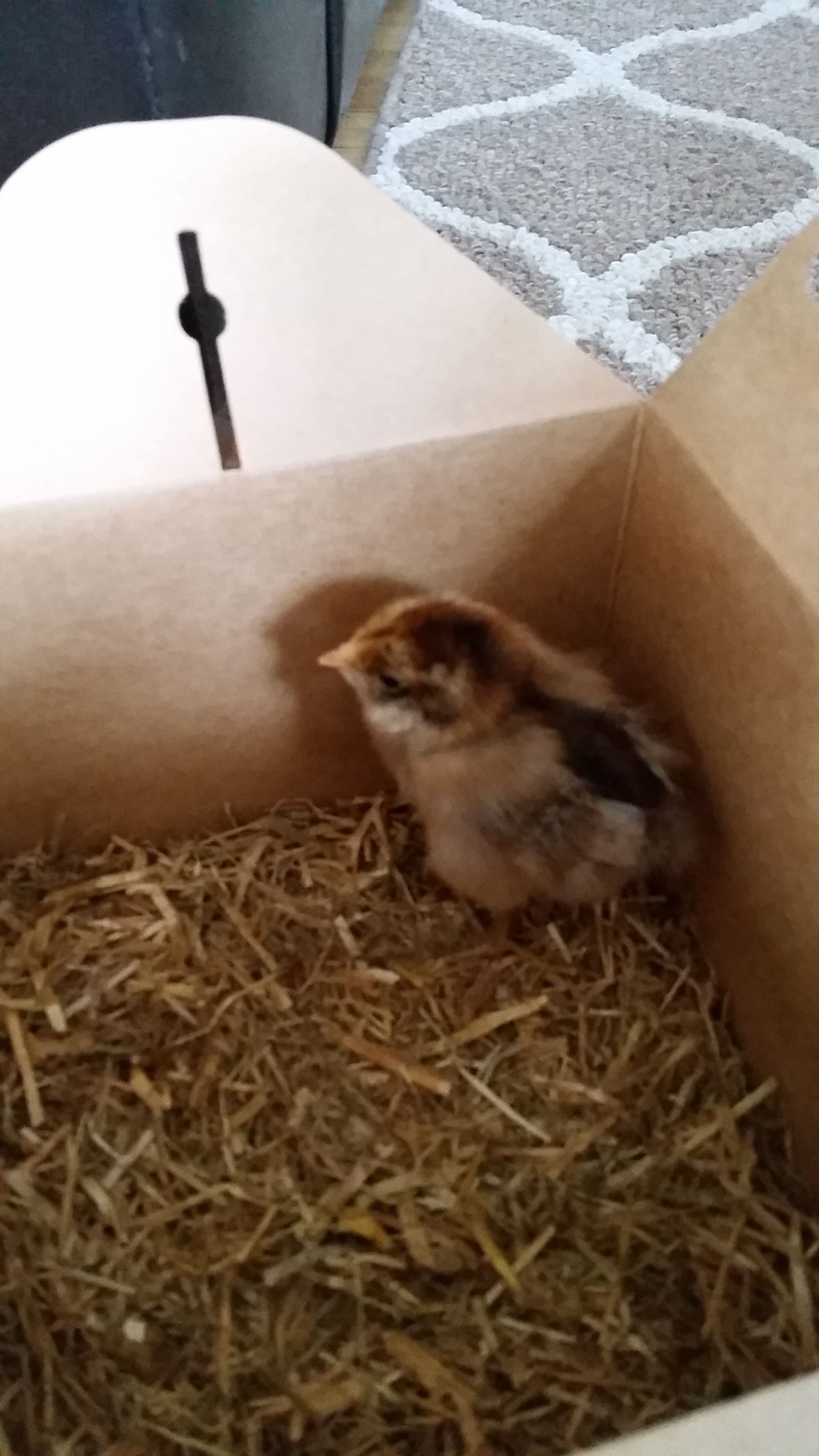 Pumpkin (Easter Egger)