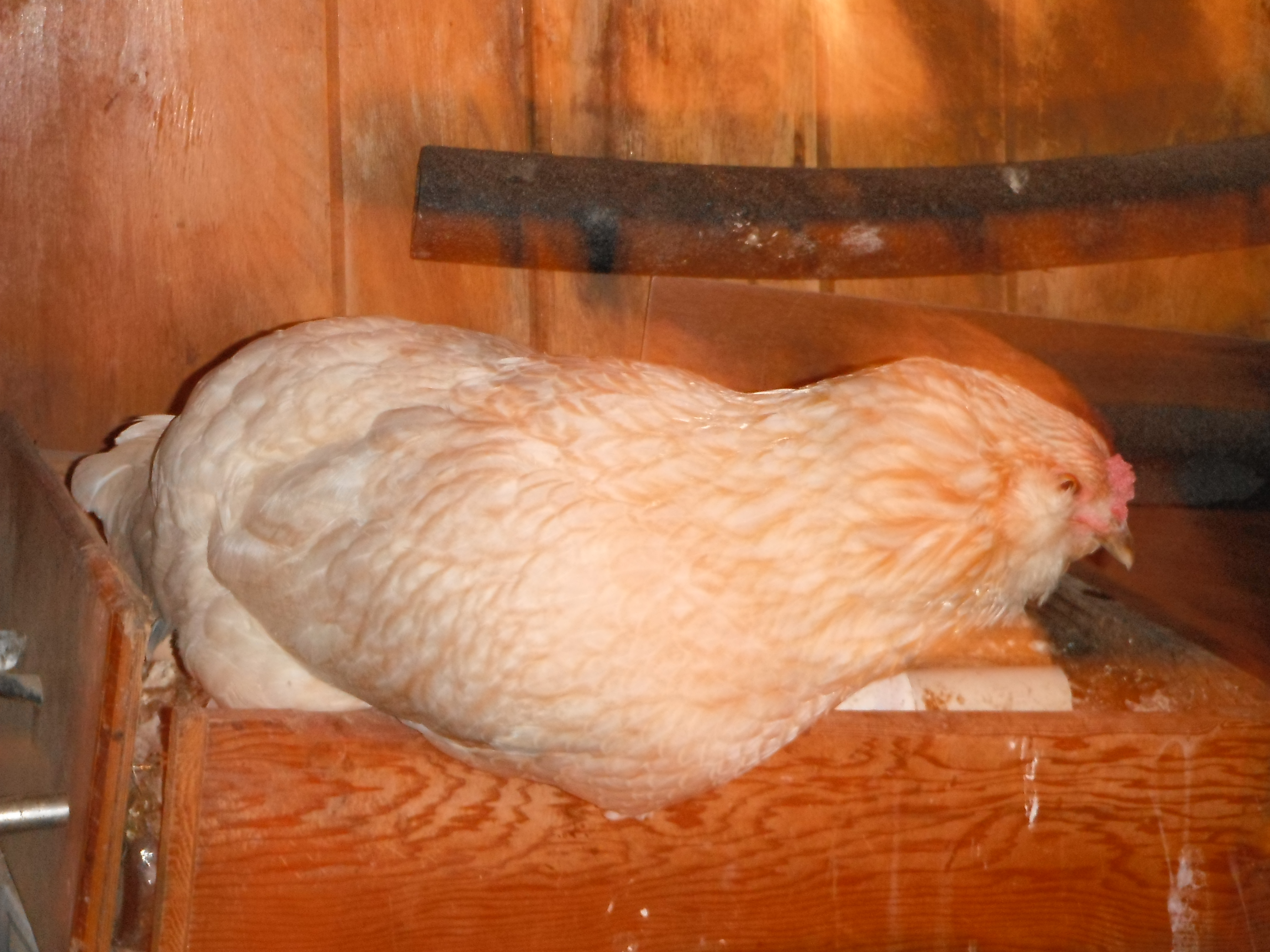 Pumpkin Head. 2 year old hen (as of 2012)