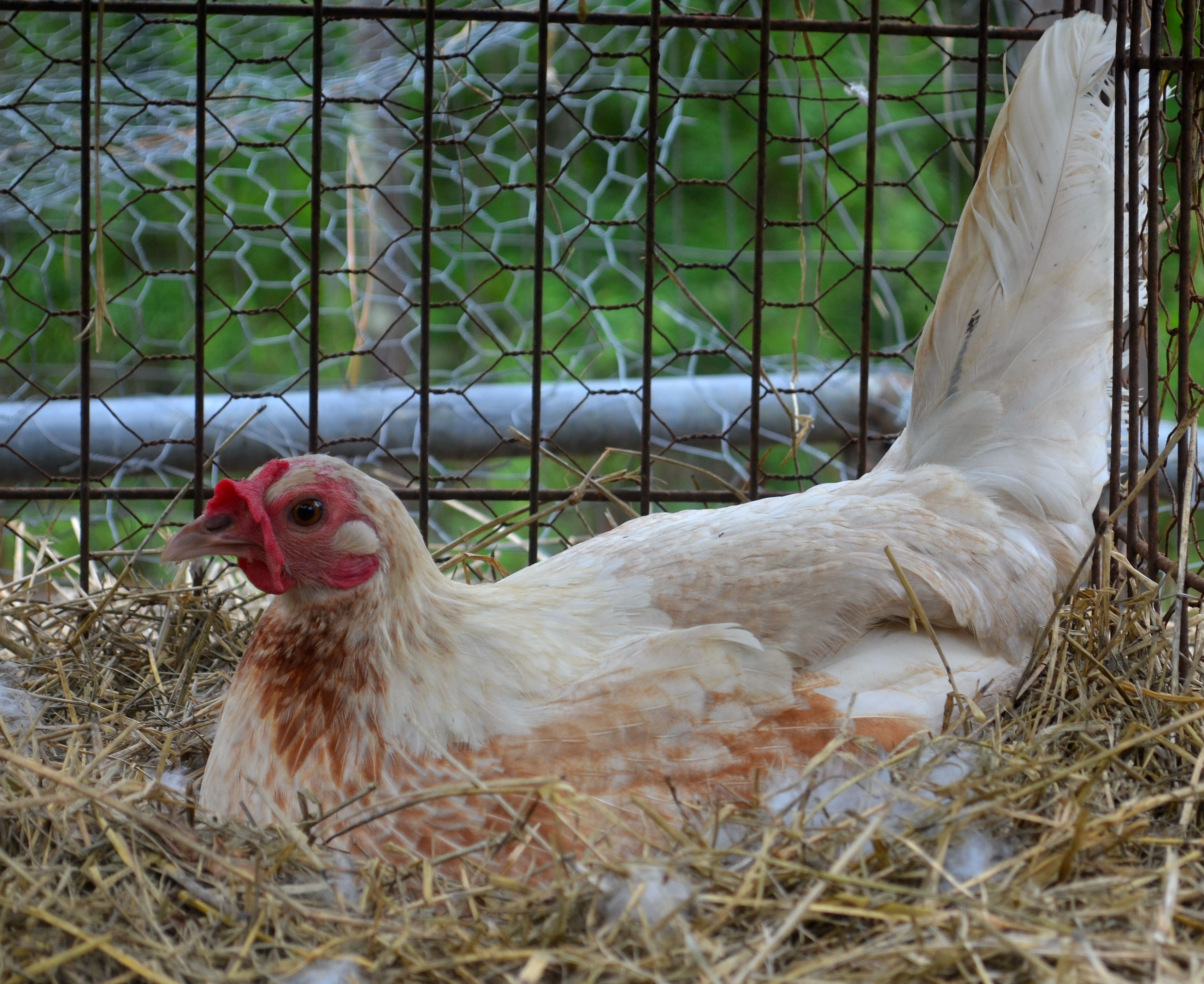 Pumpkin Hulsey Hen Sitting