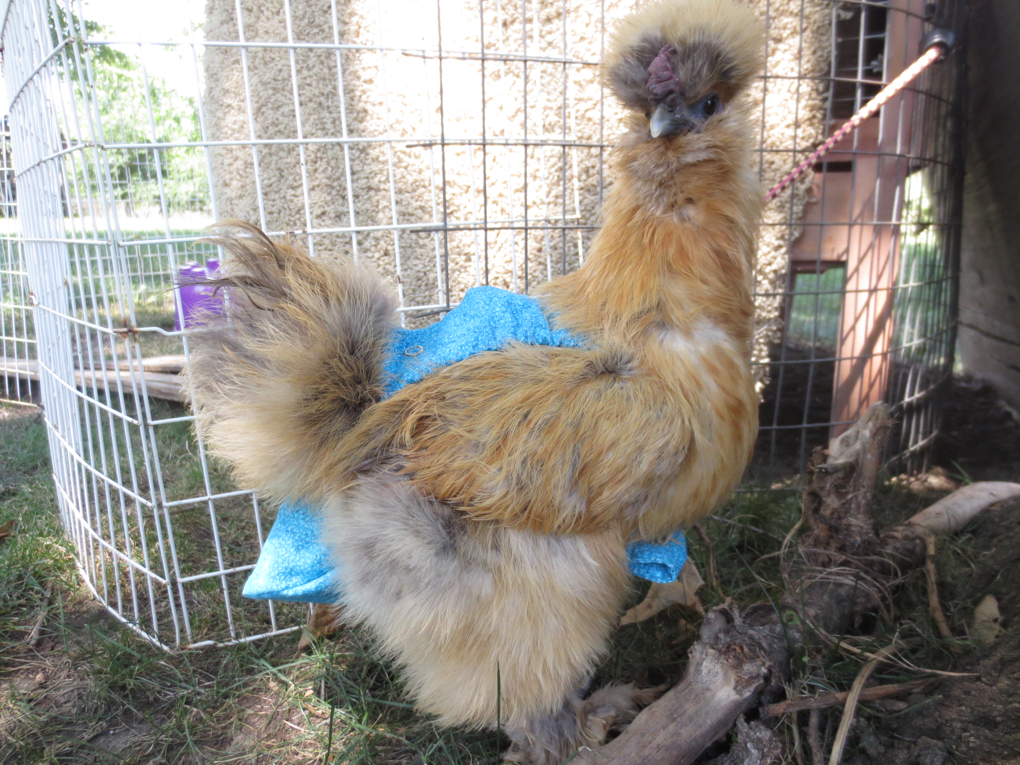 Pumpkin in her diaper