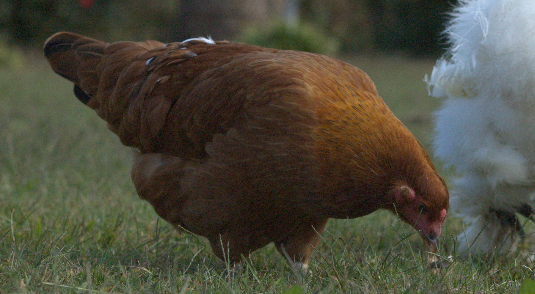 Pumpkin-Pecking