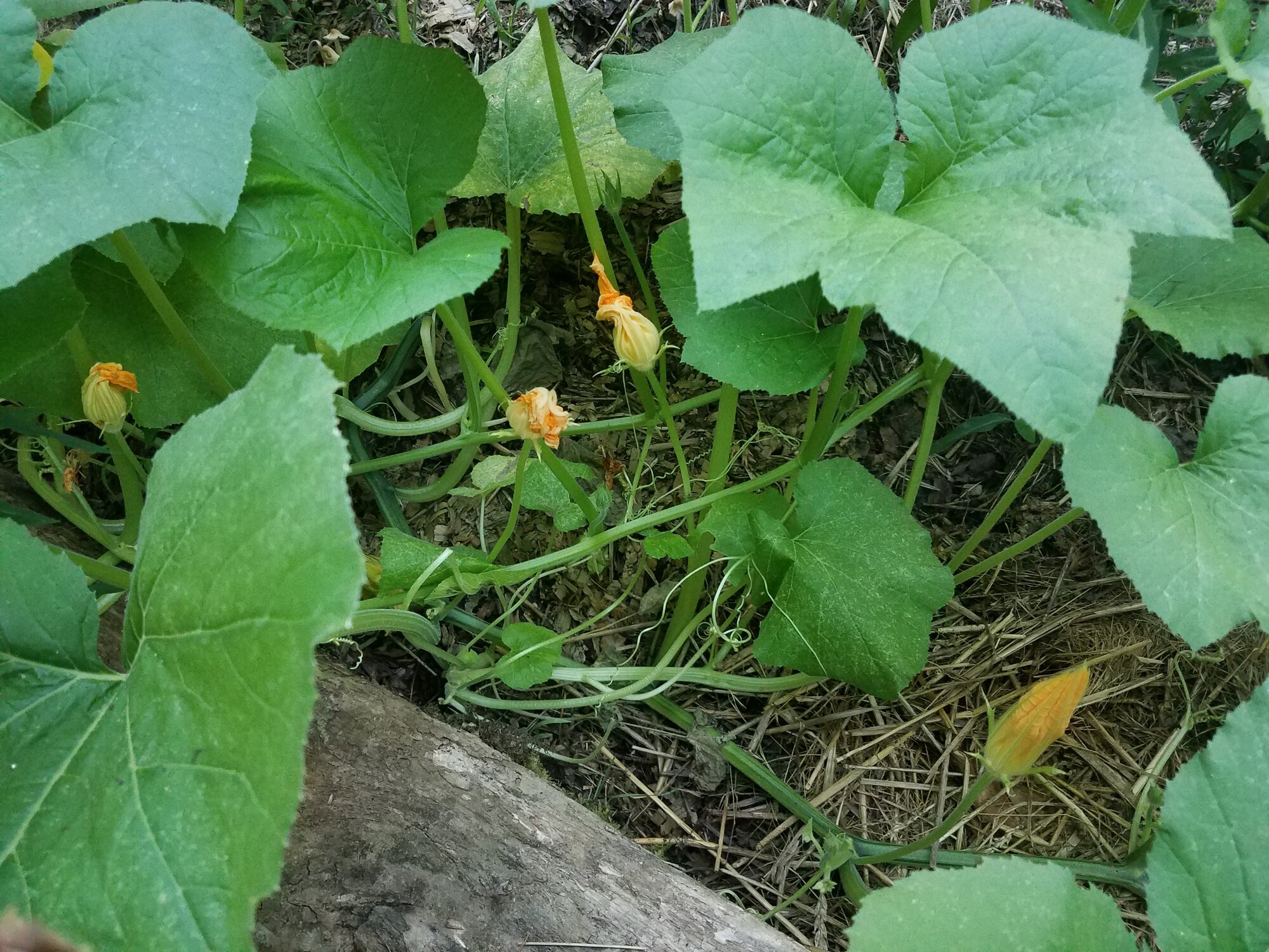 Pumpkin plant flowers
