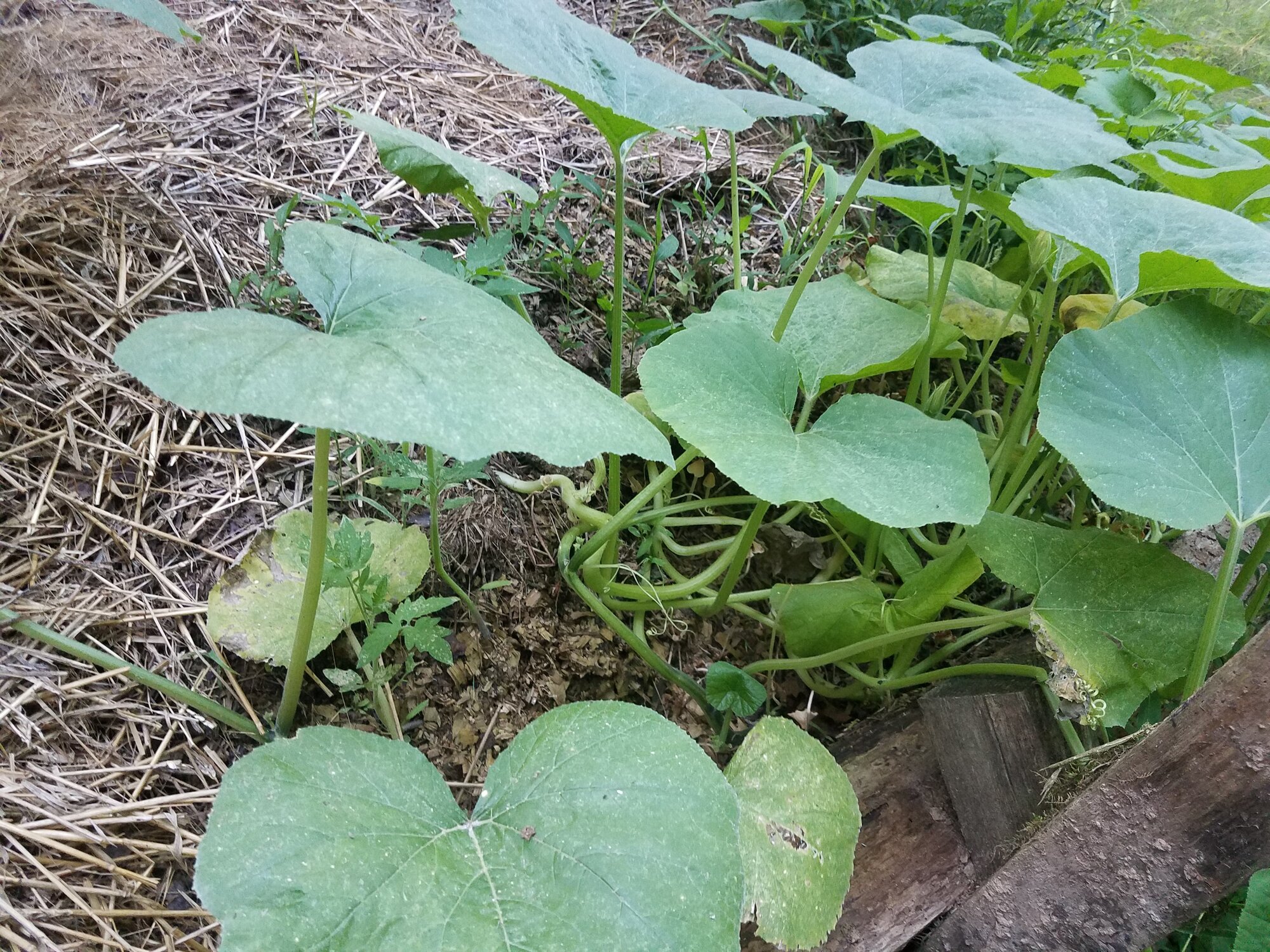 Pumpkin plant