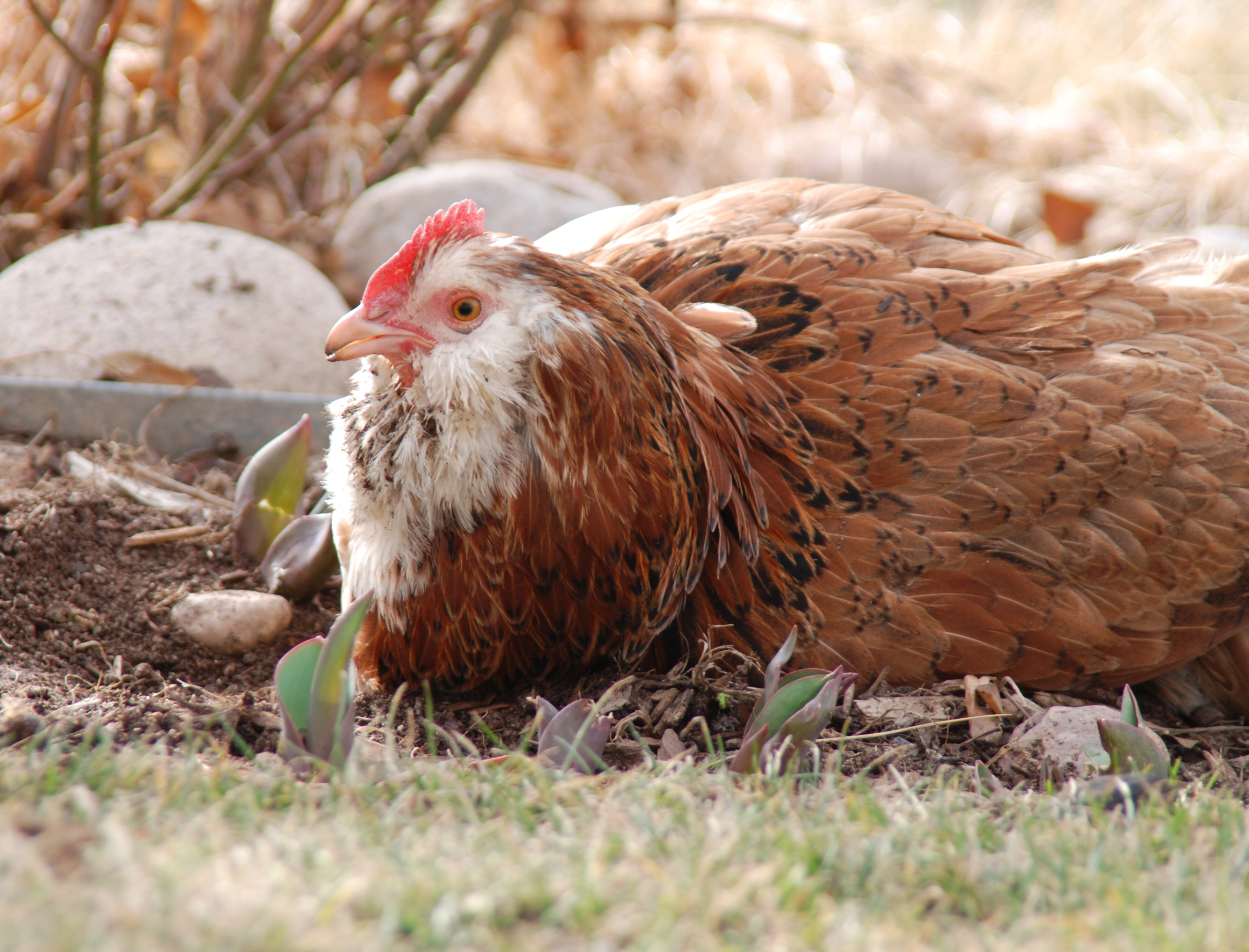 Pumpkin (salmon faverolle)