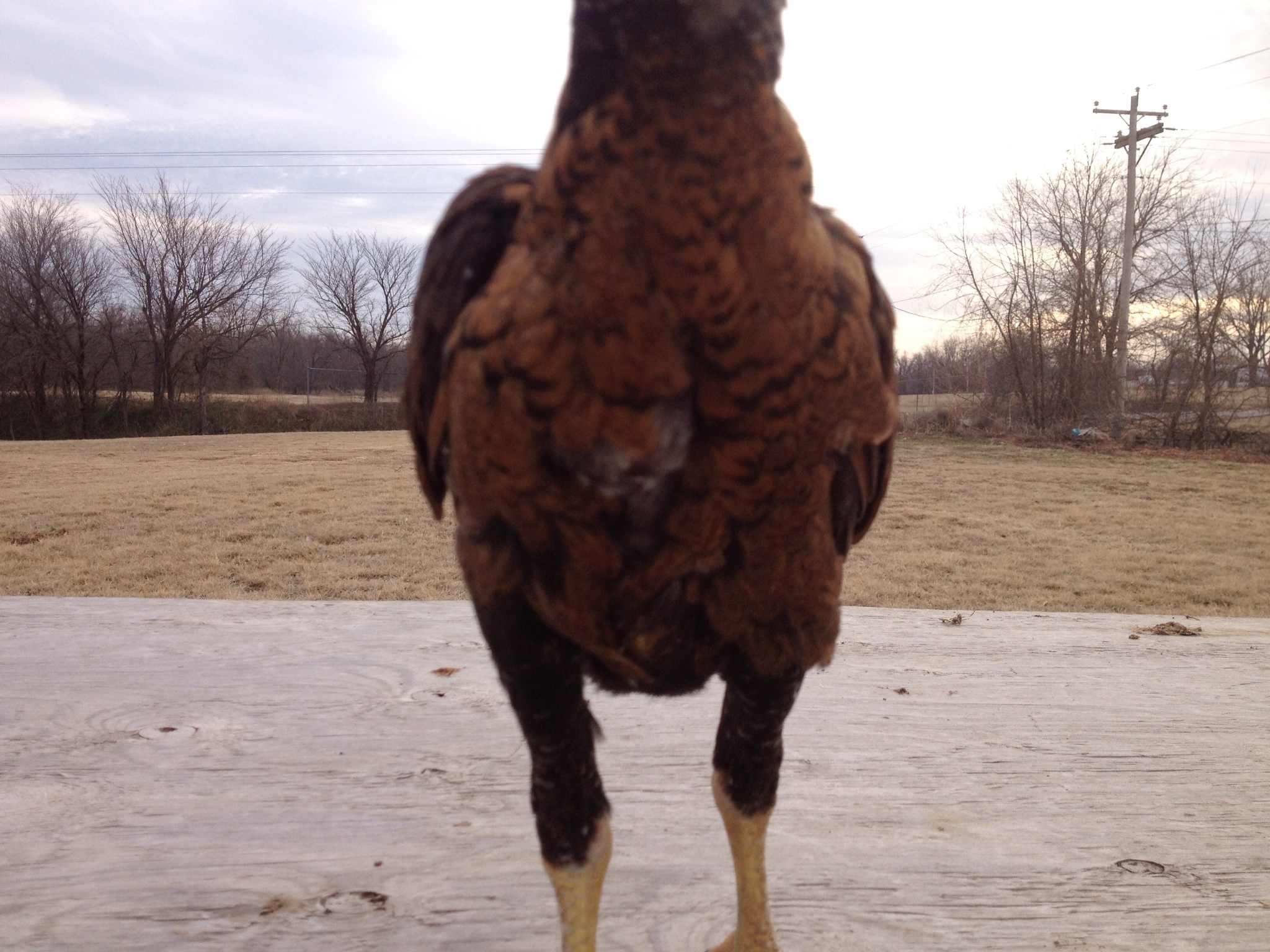 Pumpkin Stag 11 weeks old