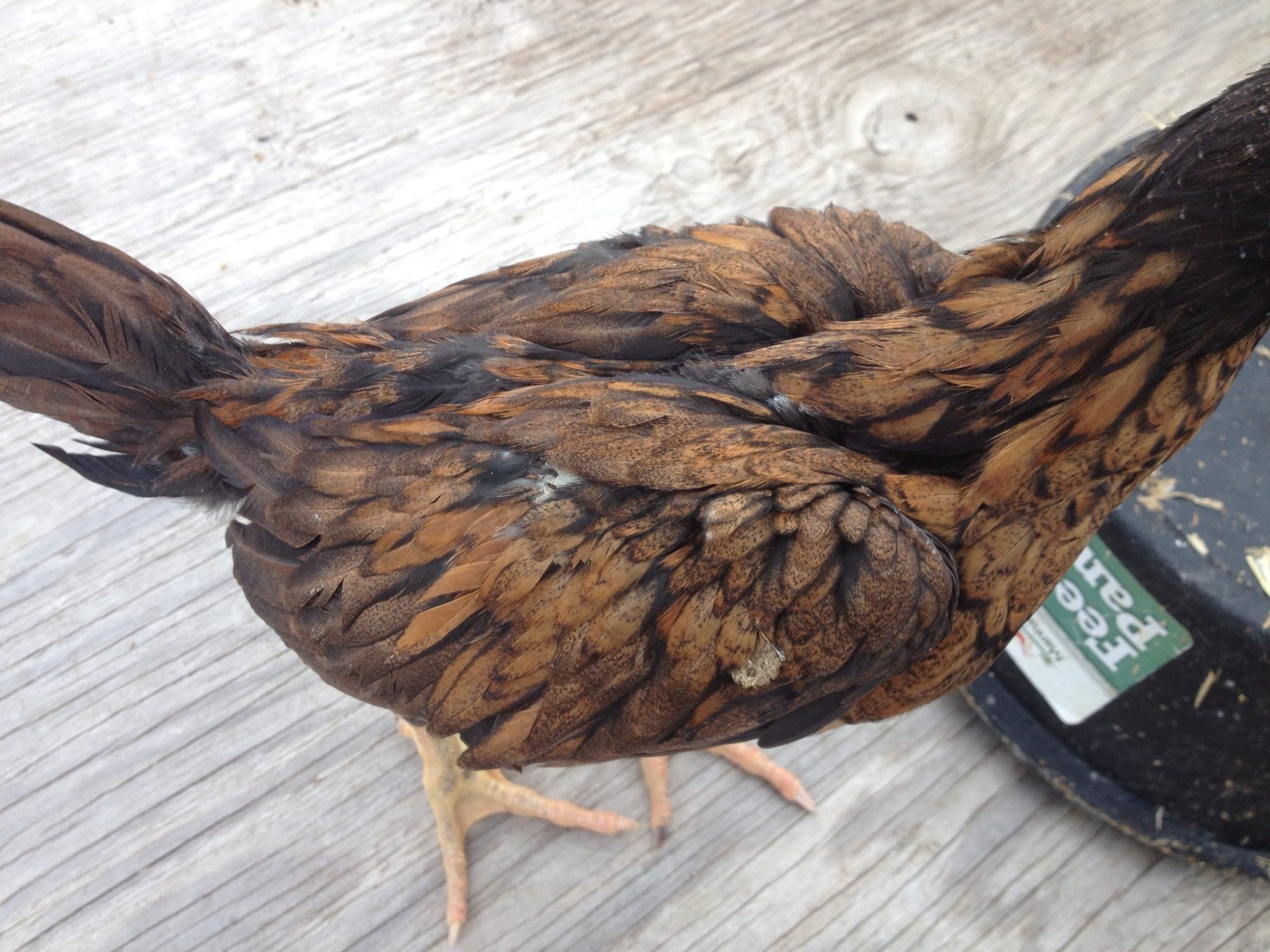 Pumpkin Stag 11 weeks old