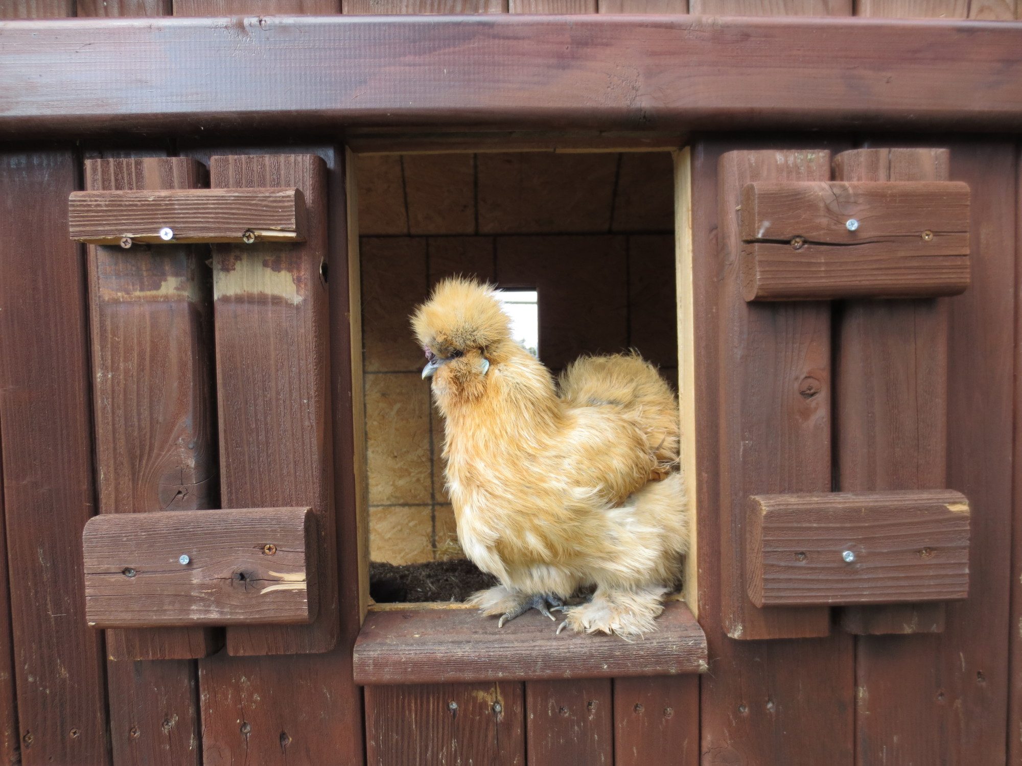 Pumpkin the buff silikie