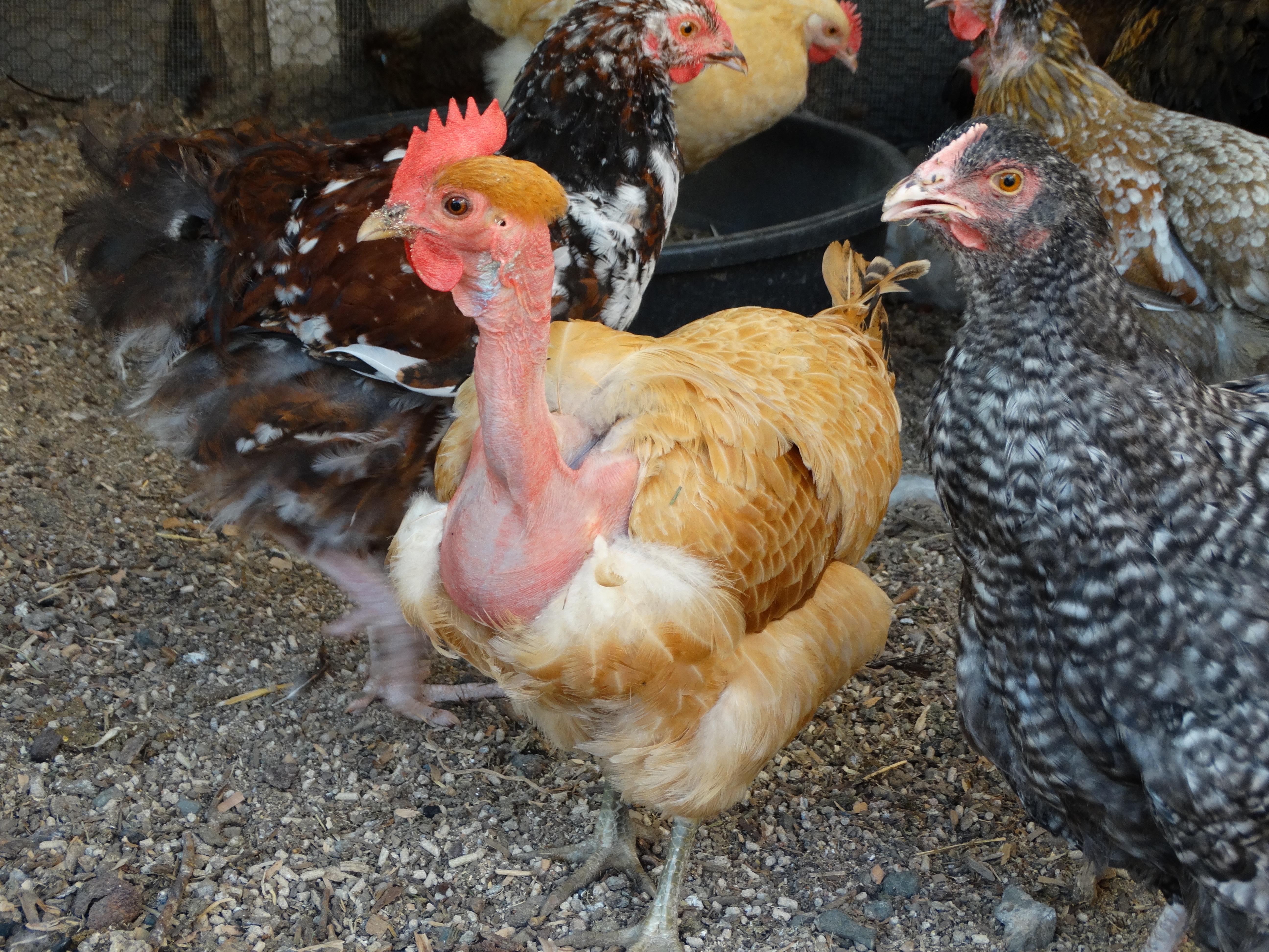 Pumpkin, turken or naked neck