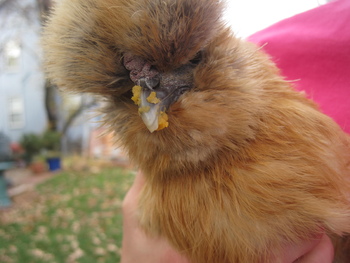 Pumpkin with sweet potatoes on her beak.