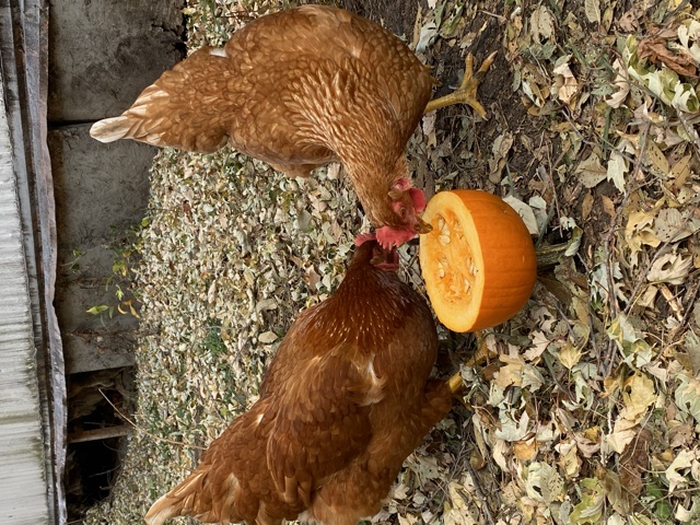 Pumpkinchicks.jpeg