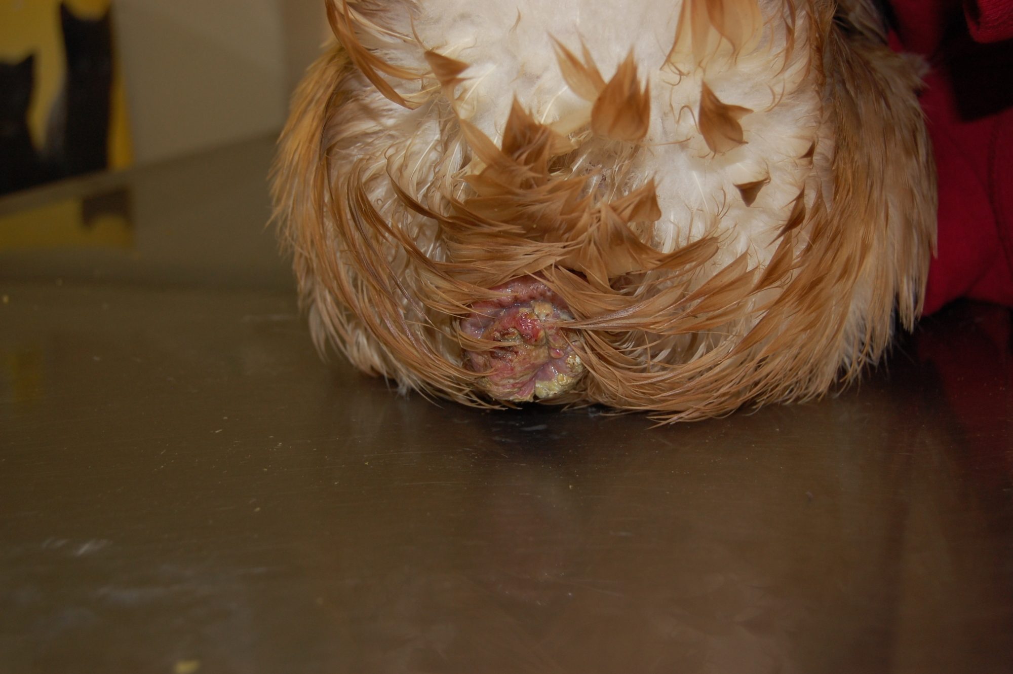 Pumpkins prolapsed vent, two